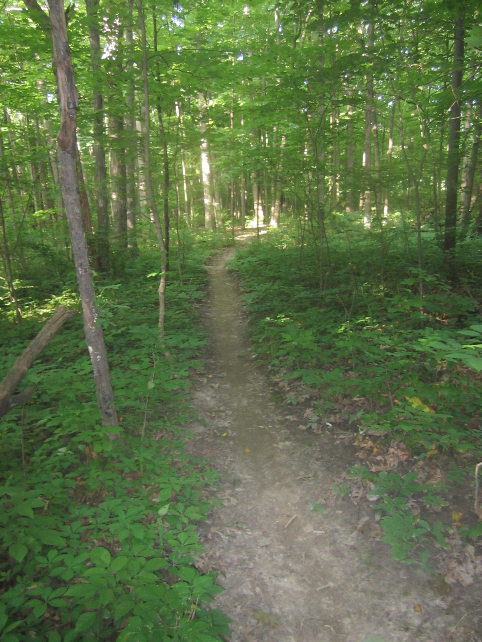 A narrow dirt path winding through a dense forest, surrounded by lush green foliage and tall trees, with shafts of sunlight filtering through the leaves. Franke Park mountain bike trail.