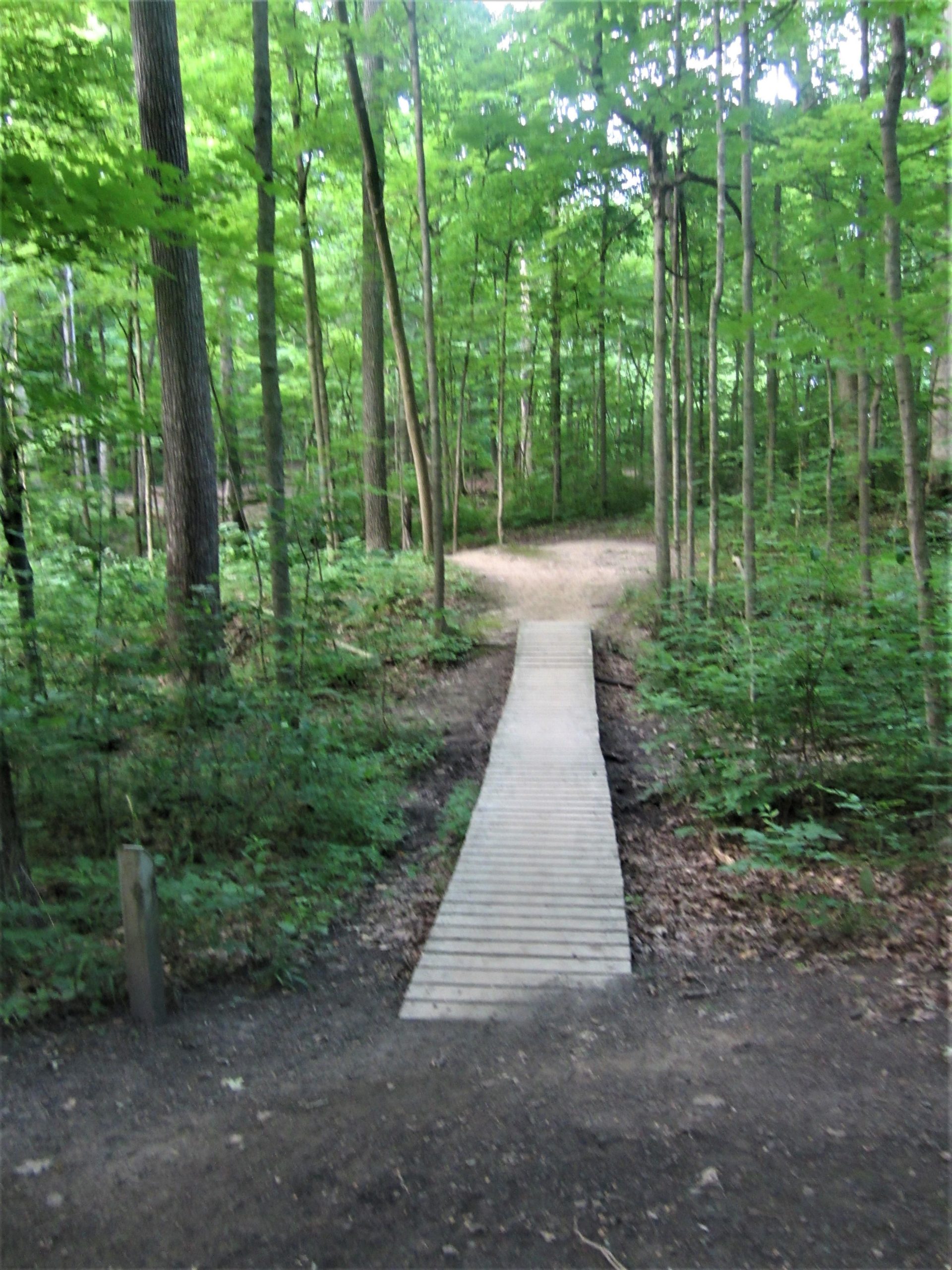 A wooden boardwalk leading through a lush green forest, surrounded by tall trees and dense underbrush. The path splits in the distance, inviting viewers to explore the tranquil natural setting. Soft sunlight filters through the leaves, creating a serene atmosphere. Franke Park mountain bike trail.