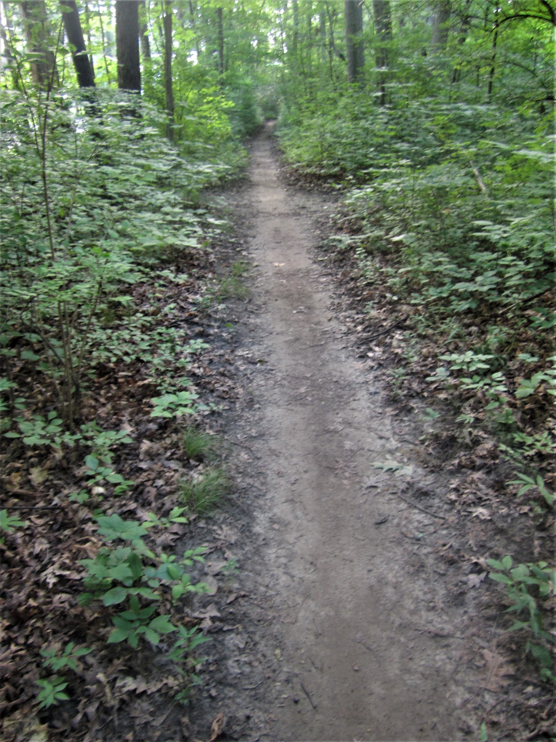 A narrow dirt path winding through a lush green forest, surrounded by trees and foliage. The ground is covered with fallen leaves and small plants, leading deeper into the woods. Franke Park mountain bike trail.