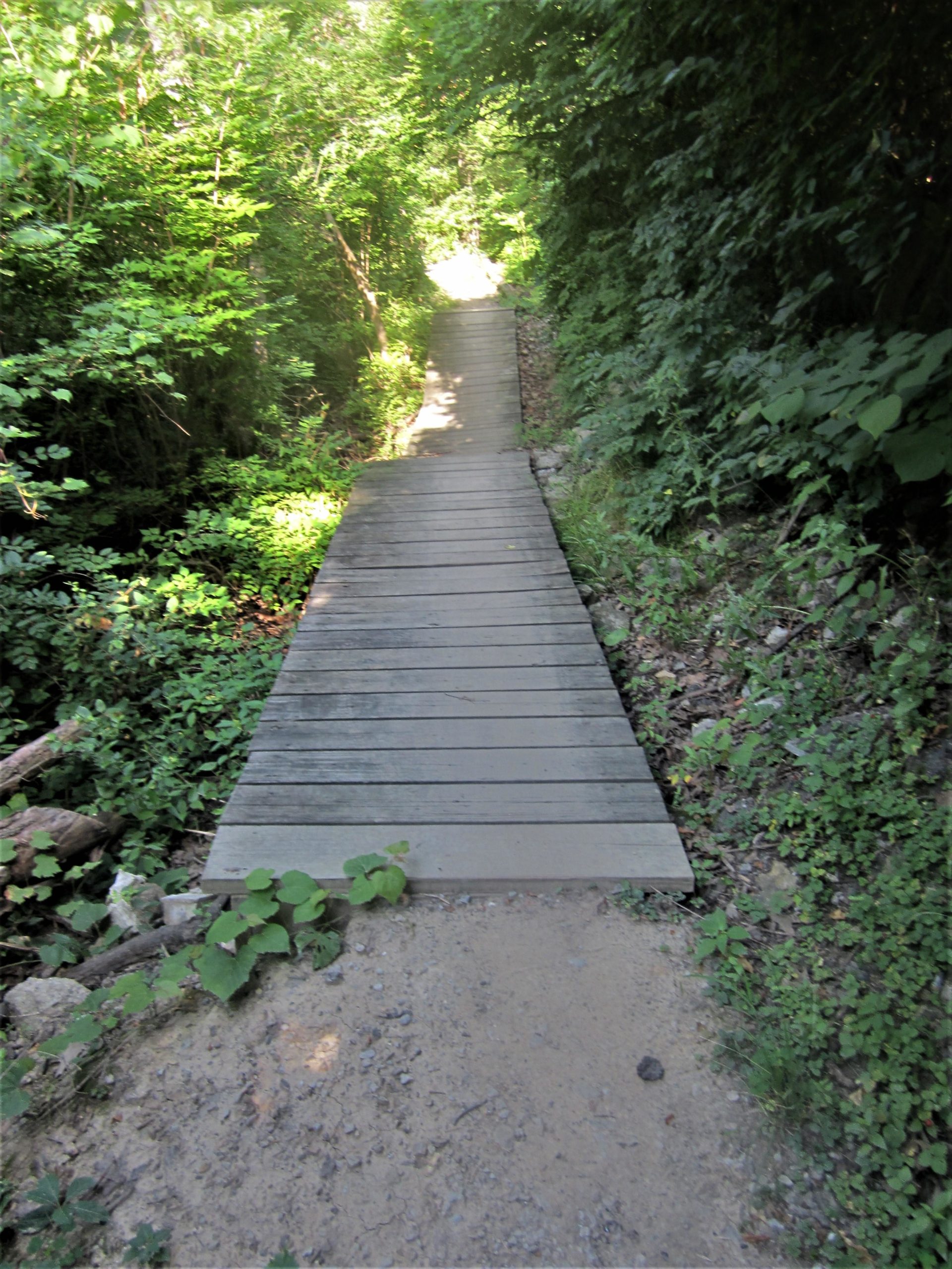 A wooden boardwalk winding through a lush green forest, surrounded by dense foliage and sunlight filtering through the trees. The path is clear, leading deeper into the woodland area. Franke Park mountain bike trail.