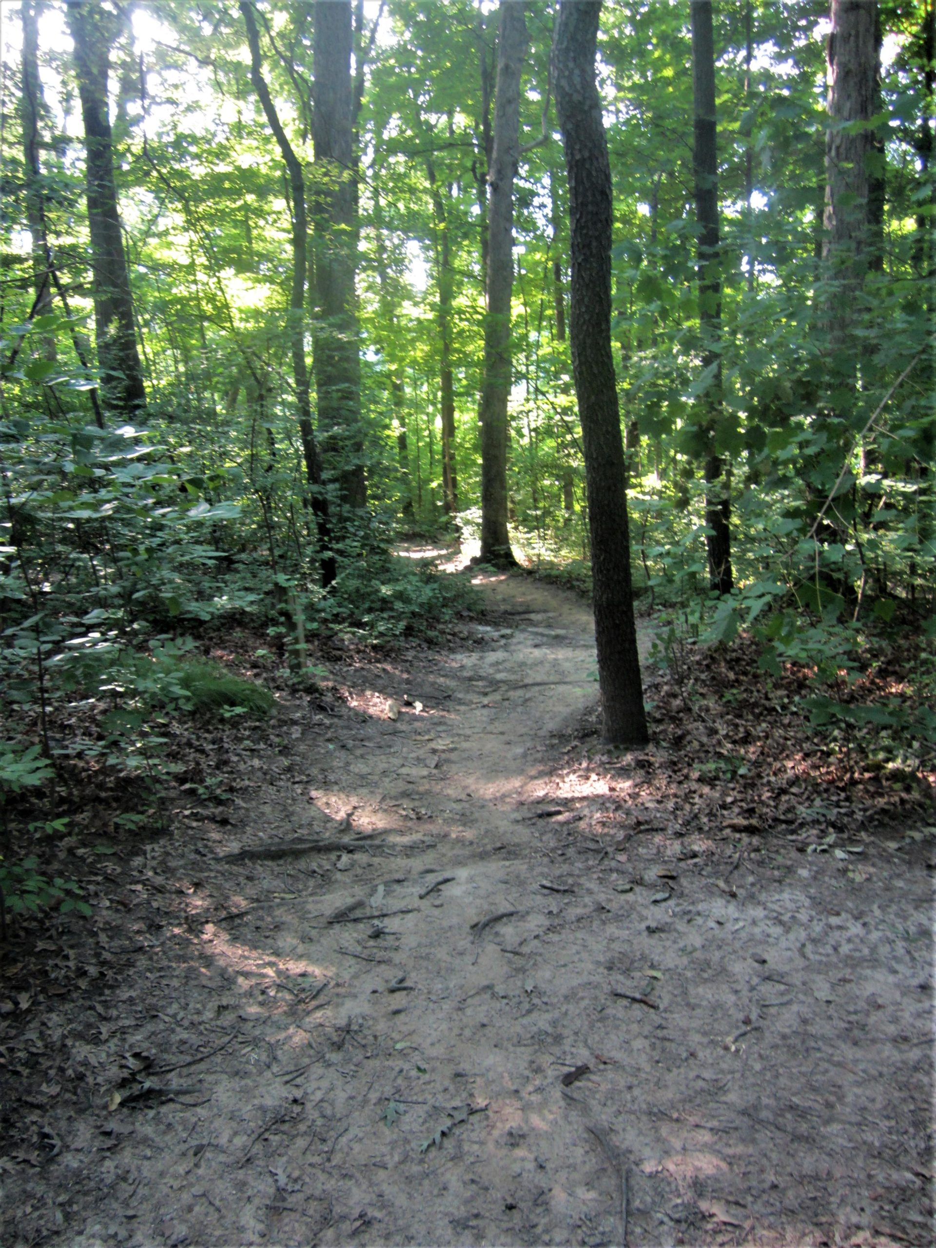 A winding dirt path through a lush green forest, surrounded by tall trees and dappled sunlight filtering through the leaves. Franke Park mountain bike trail.
