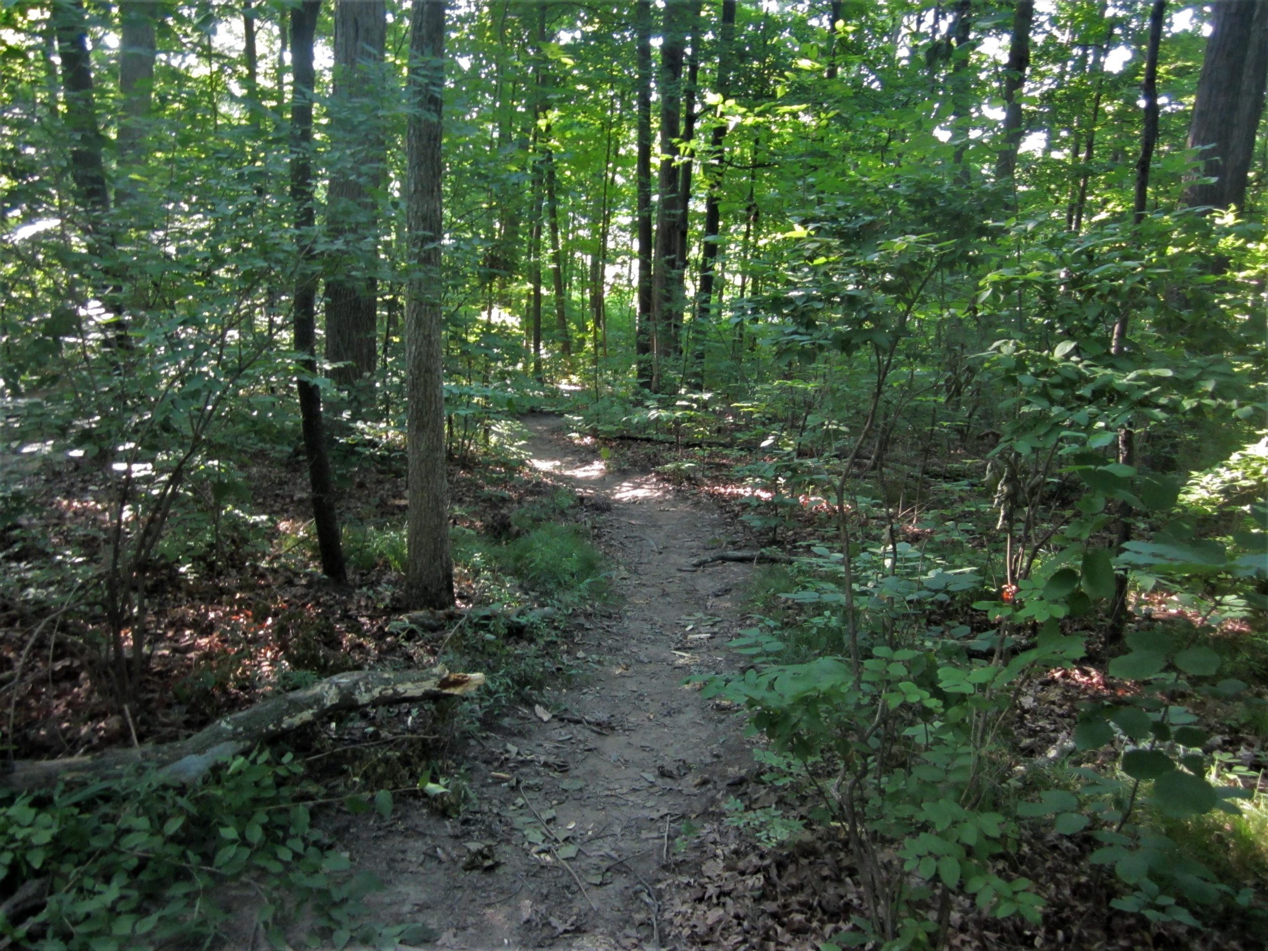 A winding dirt trail through a lush green forest, surrounded by tall trees and dense underbrush, with dappled sunlight filtering through the leaves. Franke Park mountain bike trail.