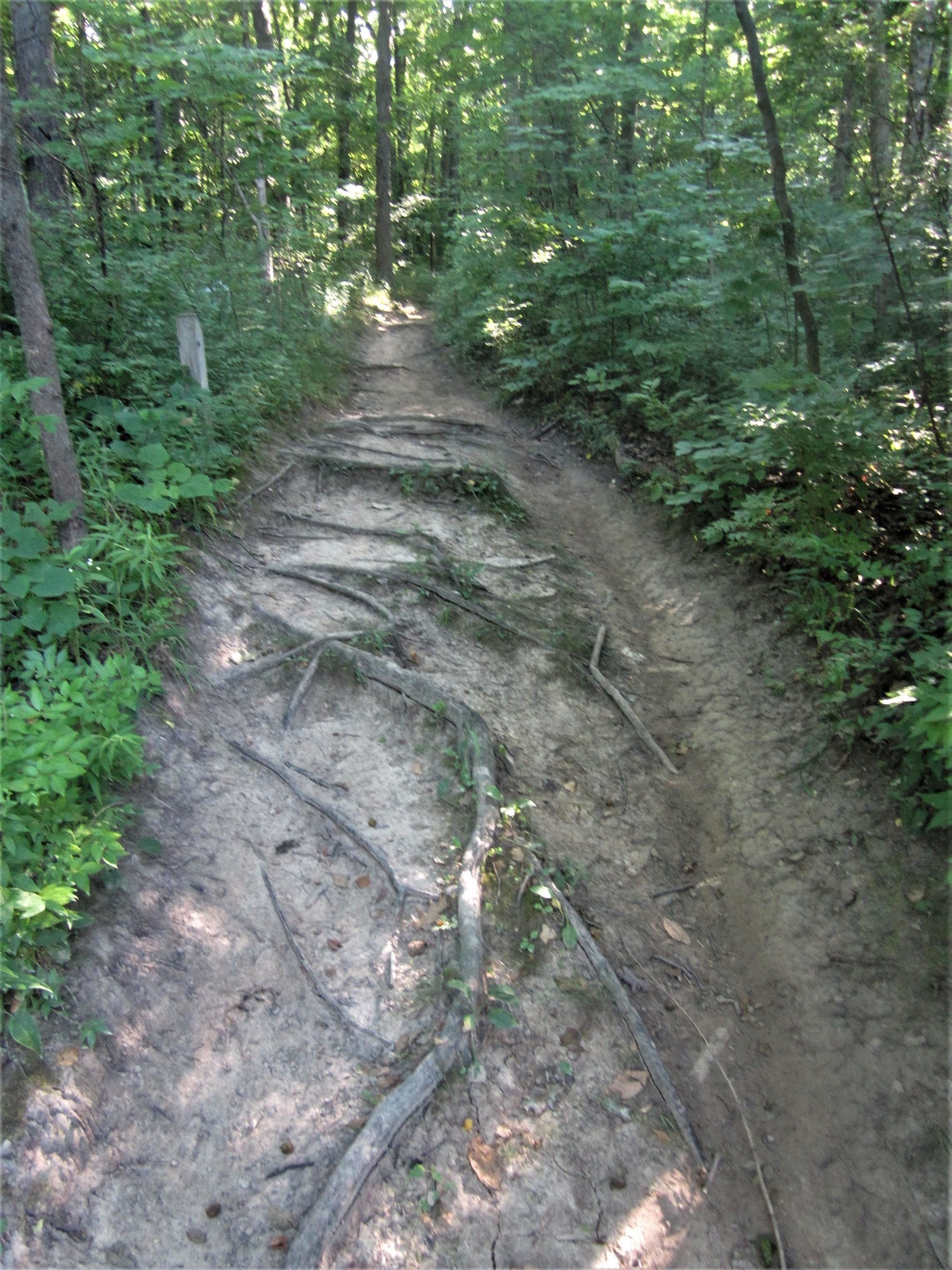 Narrow hiking trail winding through a lush green forest, featuring exposed tree roots and sandy soil. Sunlight filters through the trees, illuminating the path surrounded by dense foliage. Franke Park mountain bike trail.