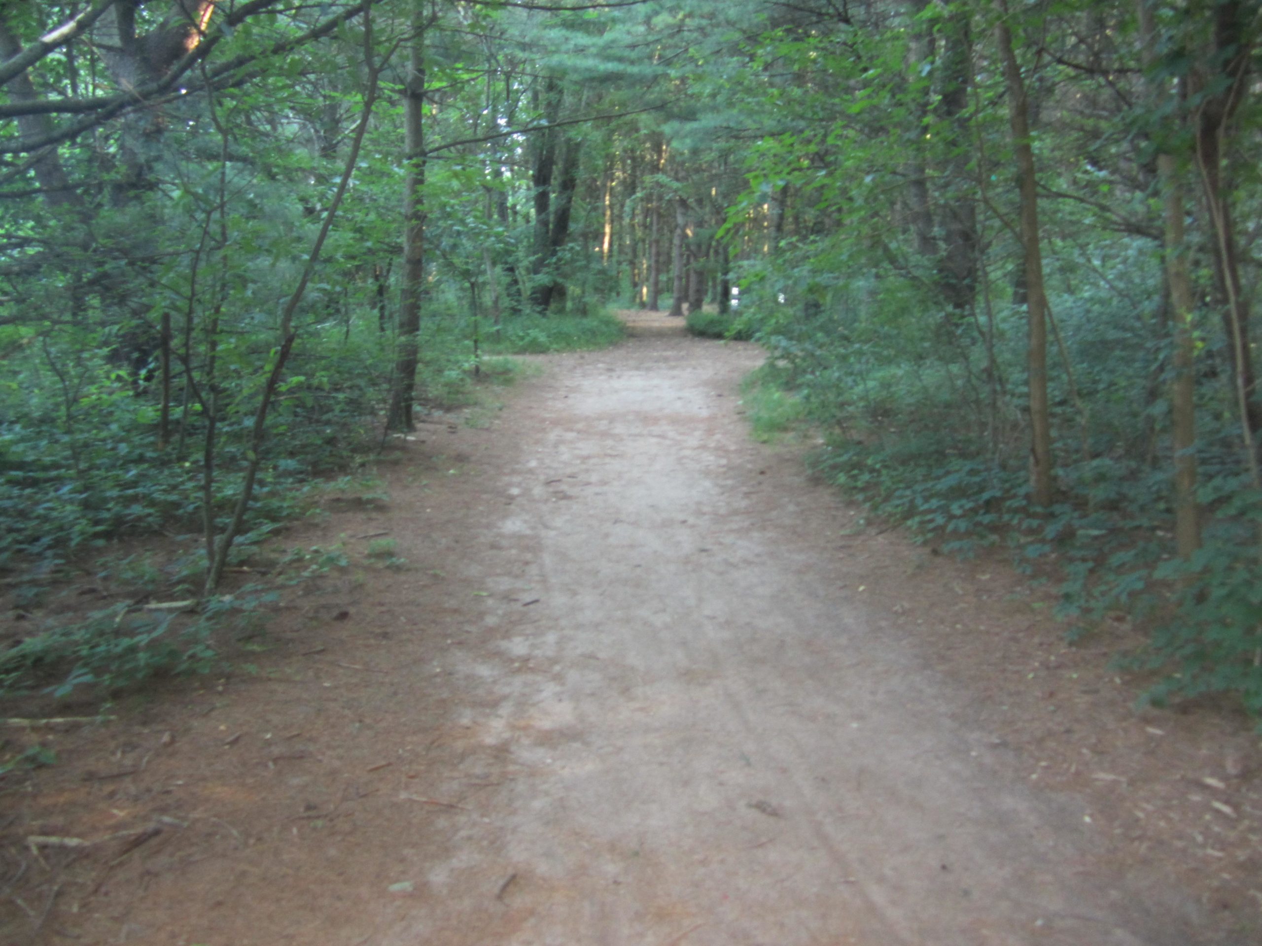 A dirt path winding through a lush green forest, bordered by trees and underbrush. Sunlight filters through the leaves, creating a serene and natural atmosphere. Al Sabo mountain bike trail.