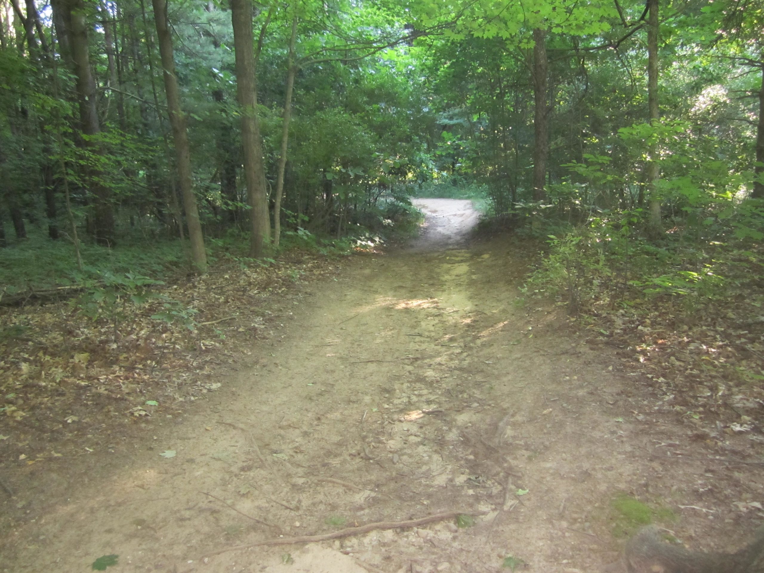 A dirt path winding through a dense green forest, surrounded by trees and underbrush. Leaves and small branches cover the ground, and the path leads to a lighter area in the distance. Sunlight filters through the foliage, creating a serene and inviting atmosphere. Al Sabo mountain bike trail.