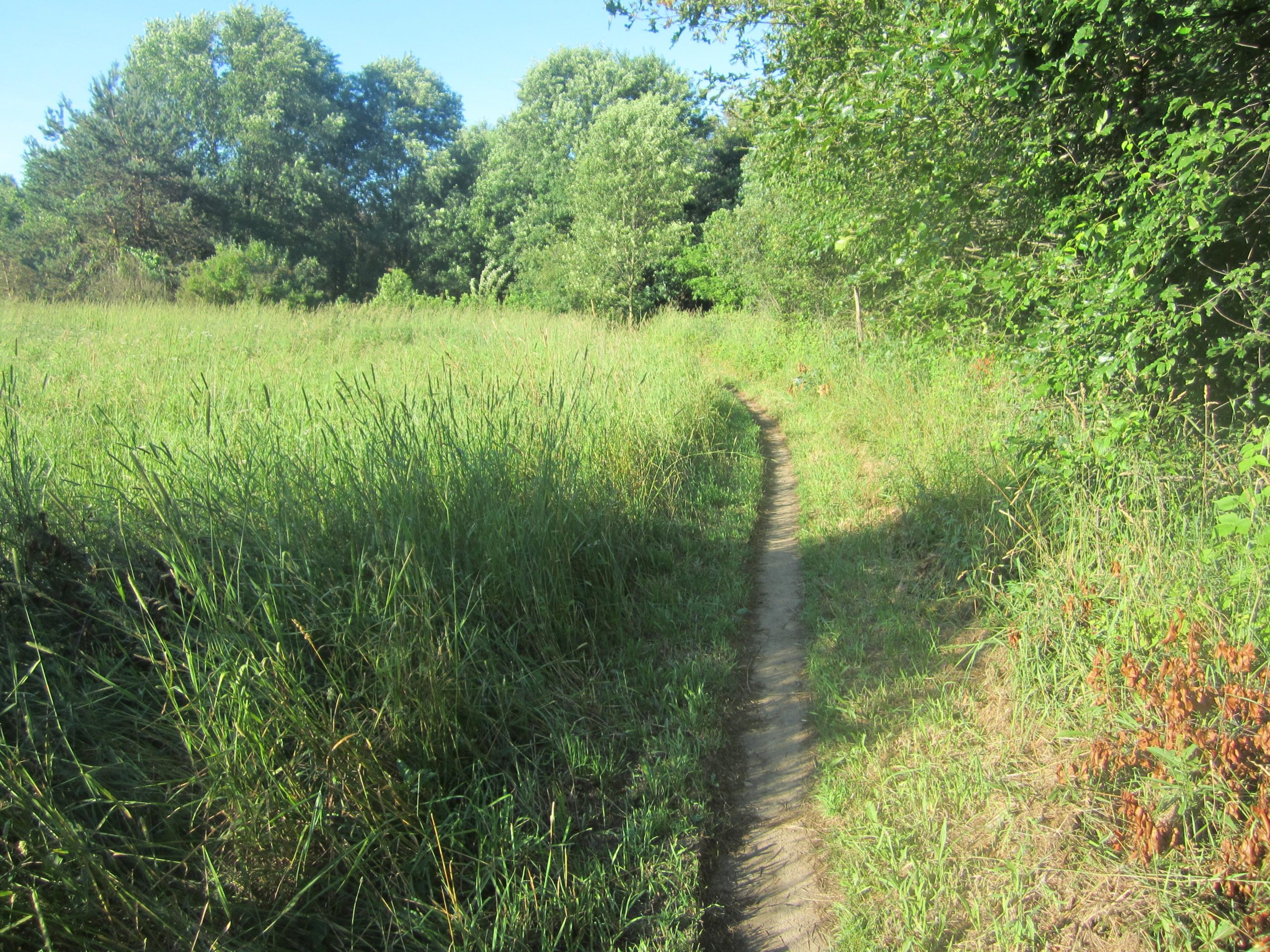 A narrow dirt path winding through a lush green field, bordered by tall grass and trees under a clear blue sky. Al Sabo mountain bike trail.