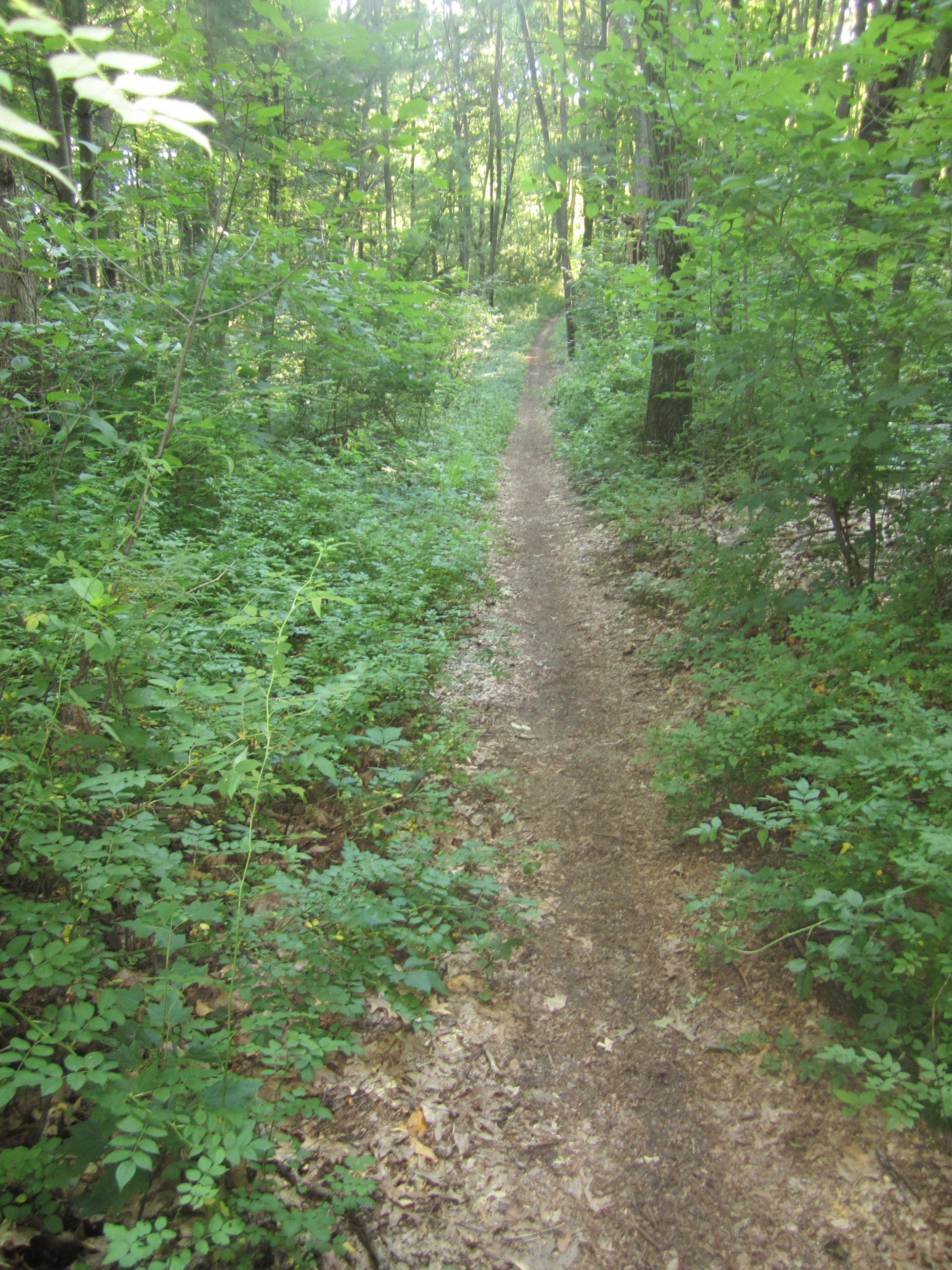 A narrow dirt path winding through a lush green forest, surrounded by dense vegetation, including small shrubs and trees. Sunlight filters through the leaves, creating a serene and tranquil atmosphere. Al Sabo mountain bike trail.