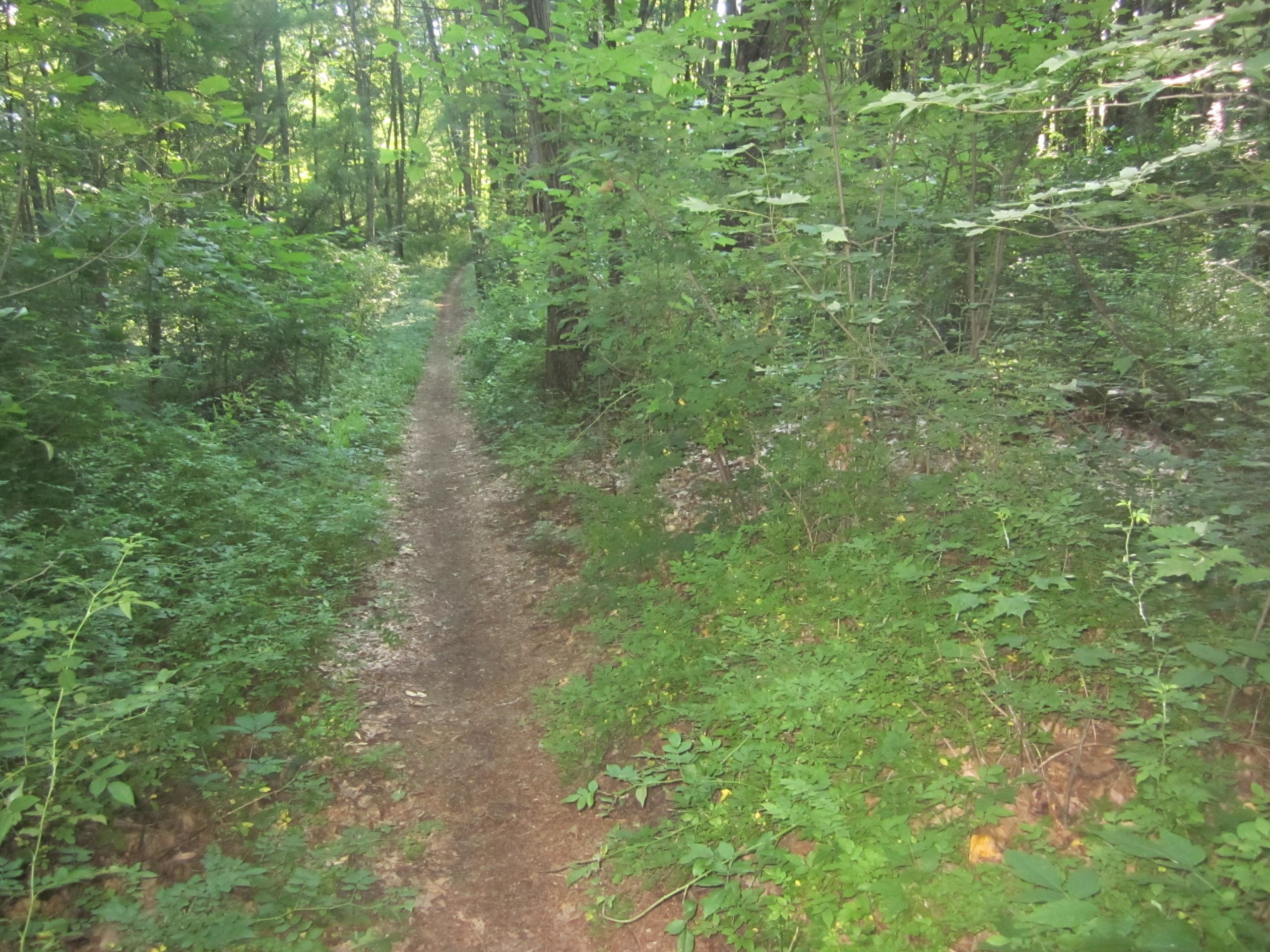 A narrow dirt path winding through a lush green forest, bordered by dense foliage and trees. Sunlight filters through the leaves, creating a serene and tranquil atmosphere. Al Sabo mountain bike trail.