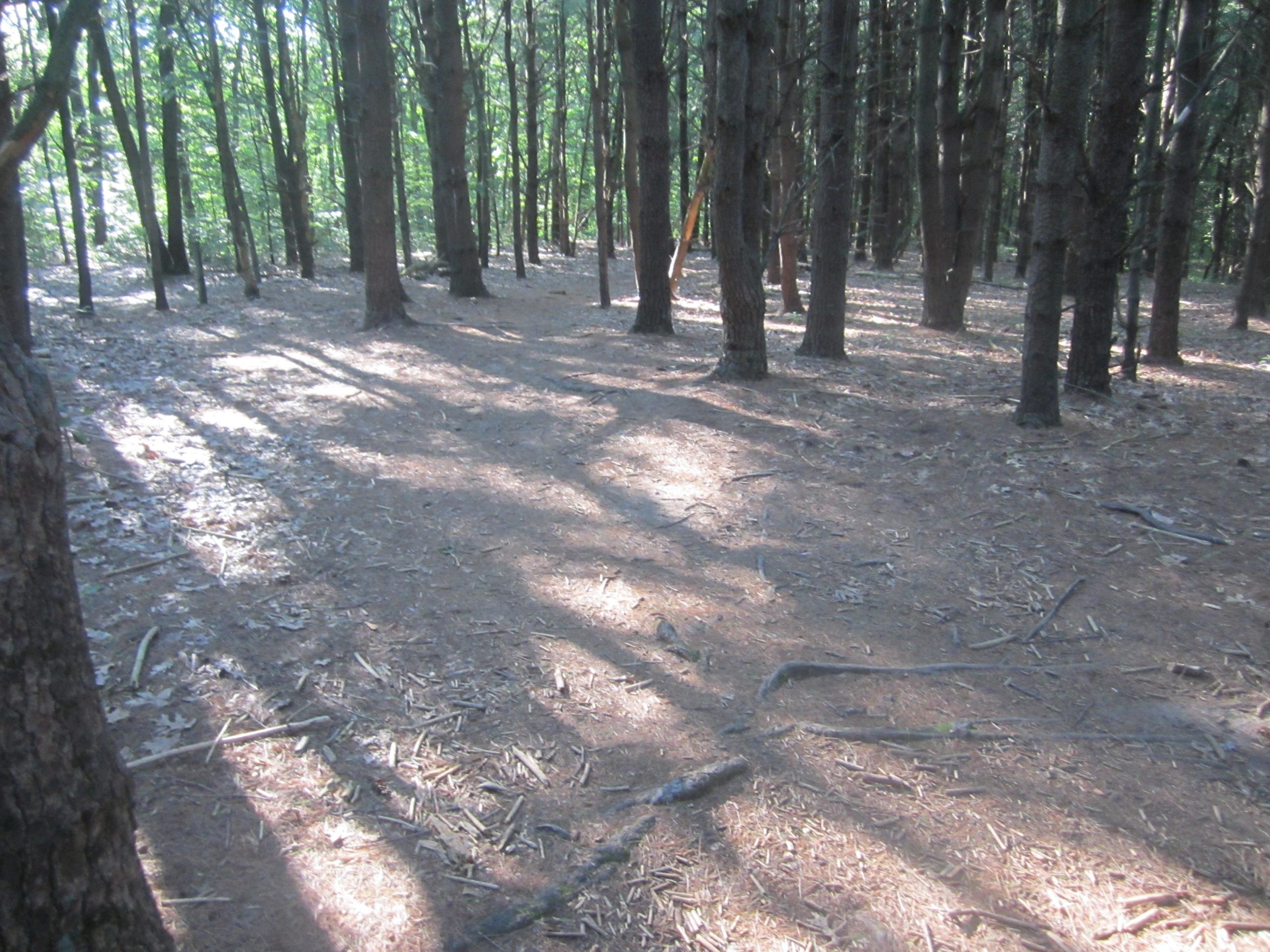 A serene forest scene with tall trees casting long shadows on a bed of pine needles and scattered twigs. Sunlight filters through the leaves, creating a dappled light effect on the forest floor. Al Sabo mountain bike trail.