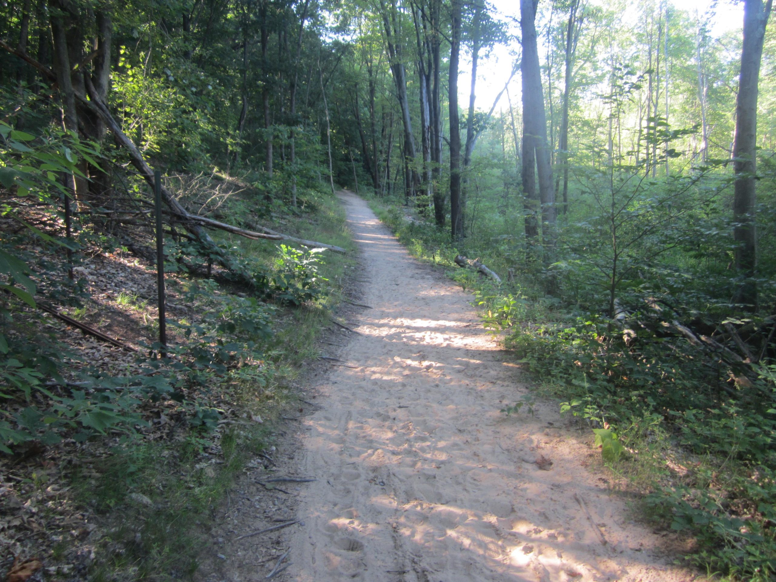 A serene dirt path winding through a lush green forest with sunlight filtering through the trees, surrounded by greenery and scattered branches. Al Sabo mountain bike trail.