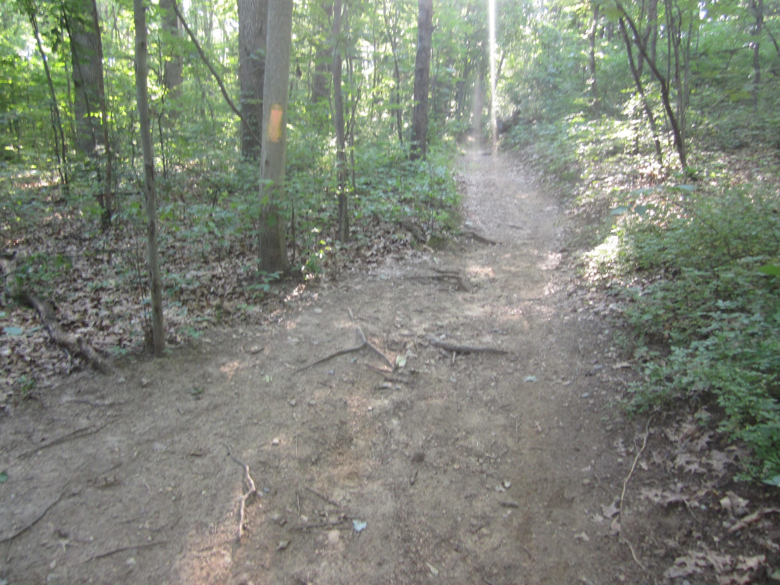 A dirt path winding through a lush green forest, surrounded by trees and leafy underbrush. Sunlight filters through the branches, casting gentle light on the trail. Al Sabo mountain bike trail.