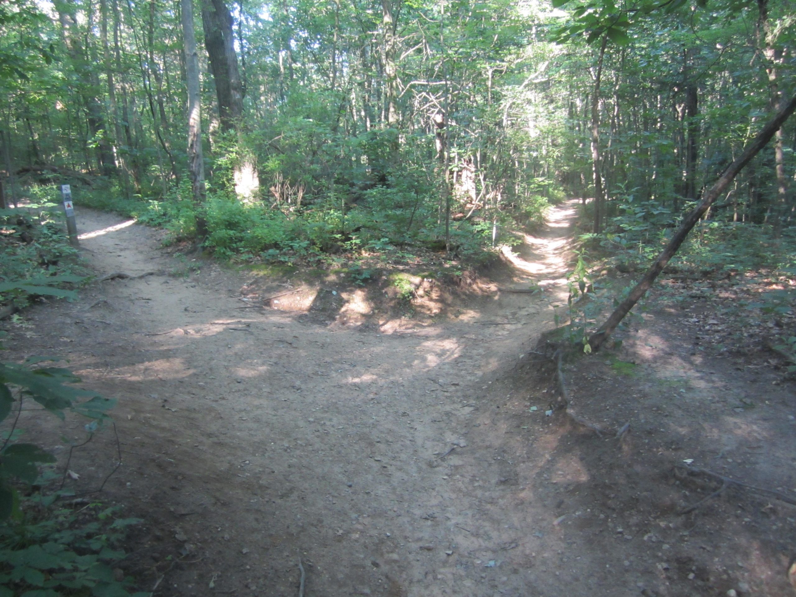 A dirt hiking trail in a wooded area, featuring a fork in the path. Sunlight filters through the trees, casting shadows on the ground. One path leads to the left while the other continues straight ahead, surrounded by lush green foliage and tree trunks. A trail marker can be seen on the left side. Al Sabo mountain bike trail.
