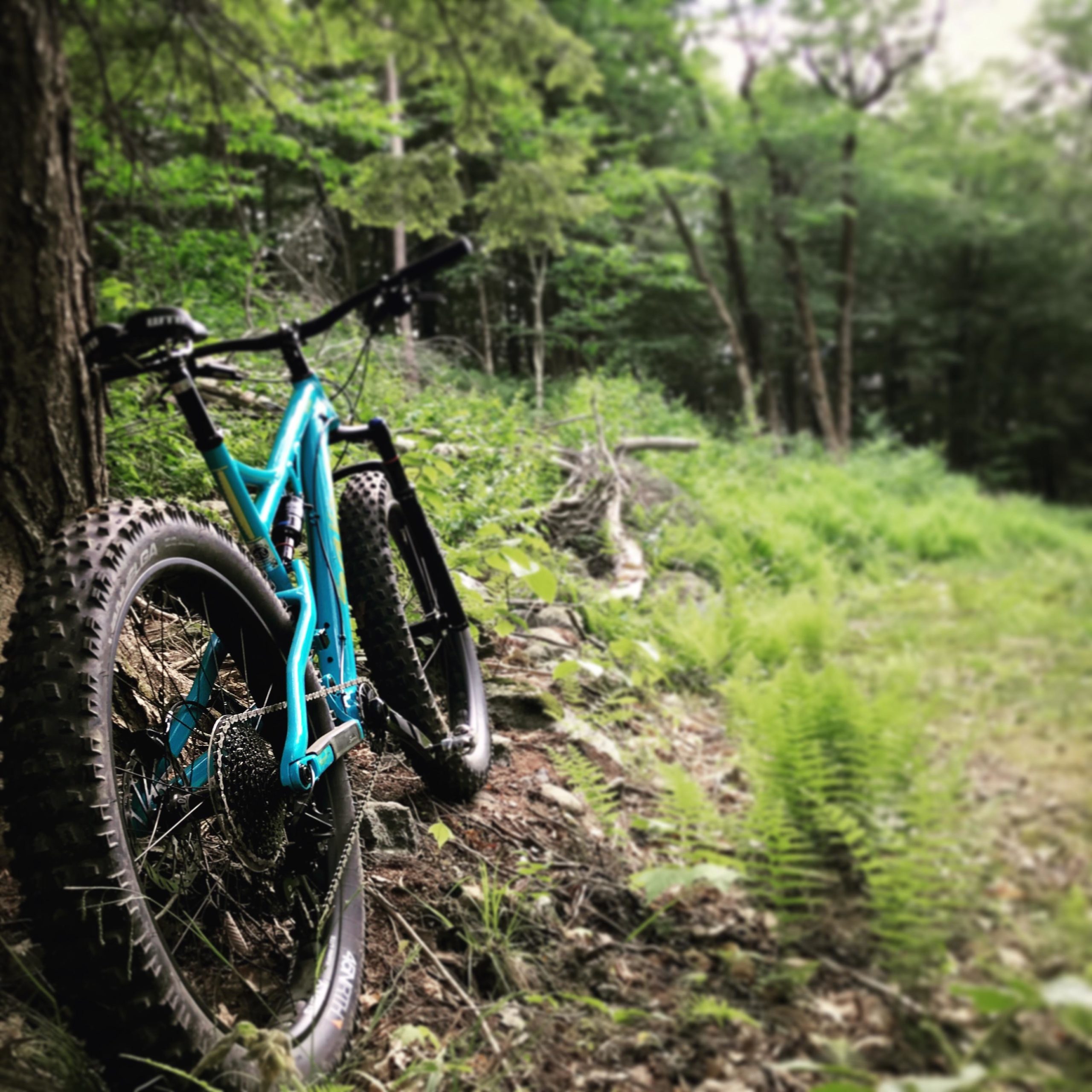 A bright blue mountain bike leaning against a tree in a lush green forest setting, with ferns and undergrowth framing the scene. The background is blurred, focusing on the bike's details and the natural surroundings. Dublin trail systems mountain bike trail.