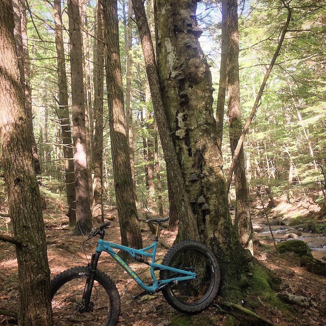 Salsa Bucksaw: A bright blue mountain bike leaning against a tree in a dense forest. Sunlight filters through the tall trees, illuminating the scene. The background features a stream and moss-covered rocks, while the foreground has a tree with fungi growing on its bark.