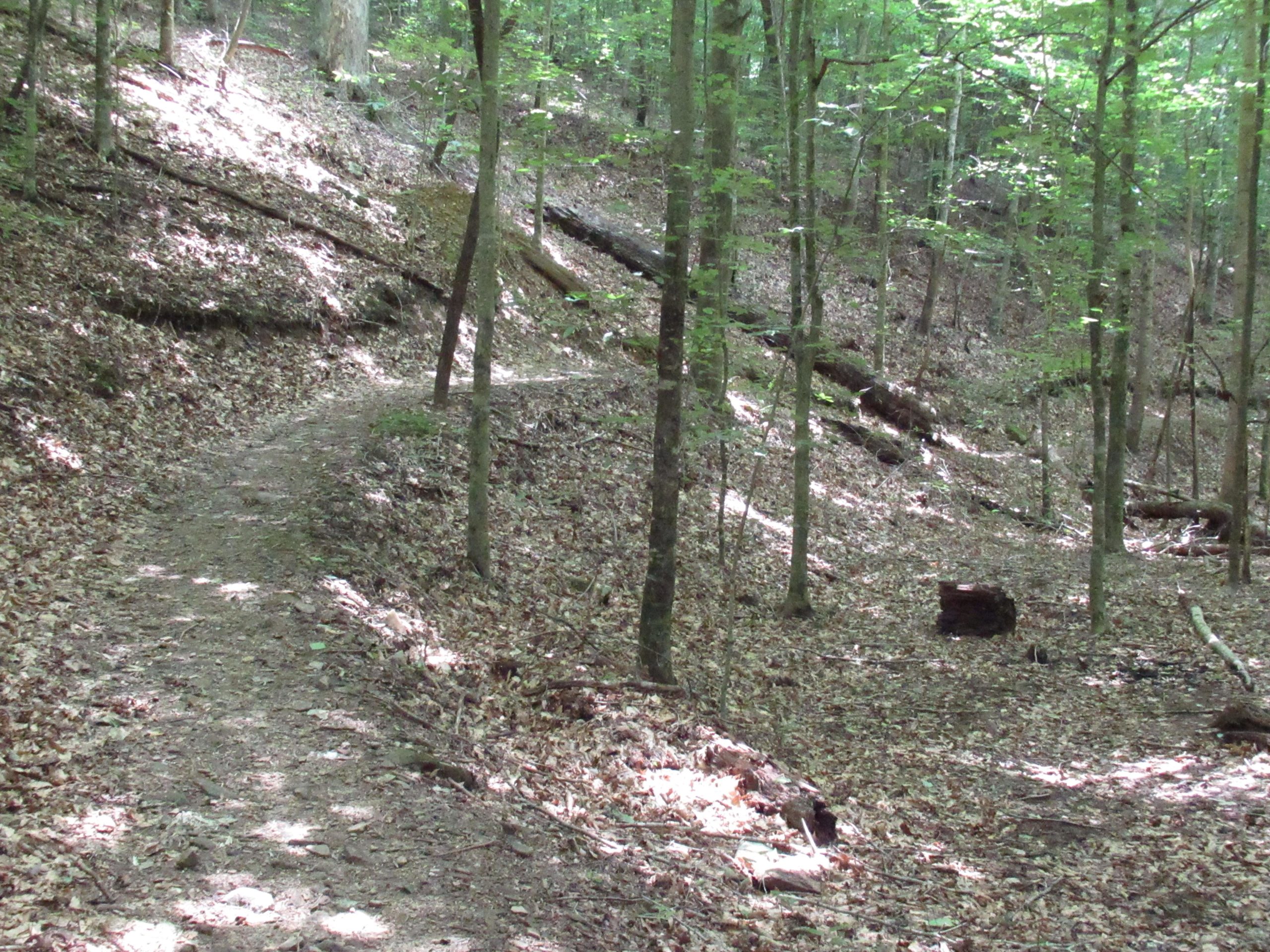 A sunlit forest path winding through a tranquil wooded area, surrounded by trees and covered with fallen leaves. Cane Creek (sheltowee Trace Trail) mountain bike trail.