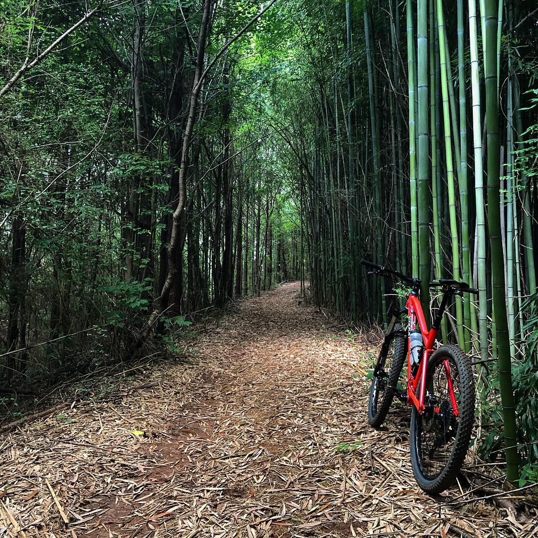 A red mountain bike leaning against a bamboo stalk on a winding dirt path surrounded by dense greenery and bamboo trees. The ground is covered with dry leaves and the scene is illuminated by natural light filtering through the foliage. Austell Threadmill MTB Park (Closed) mountain bike trail.
