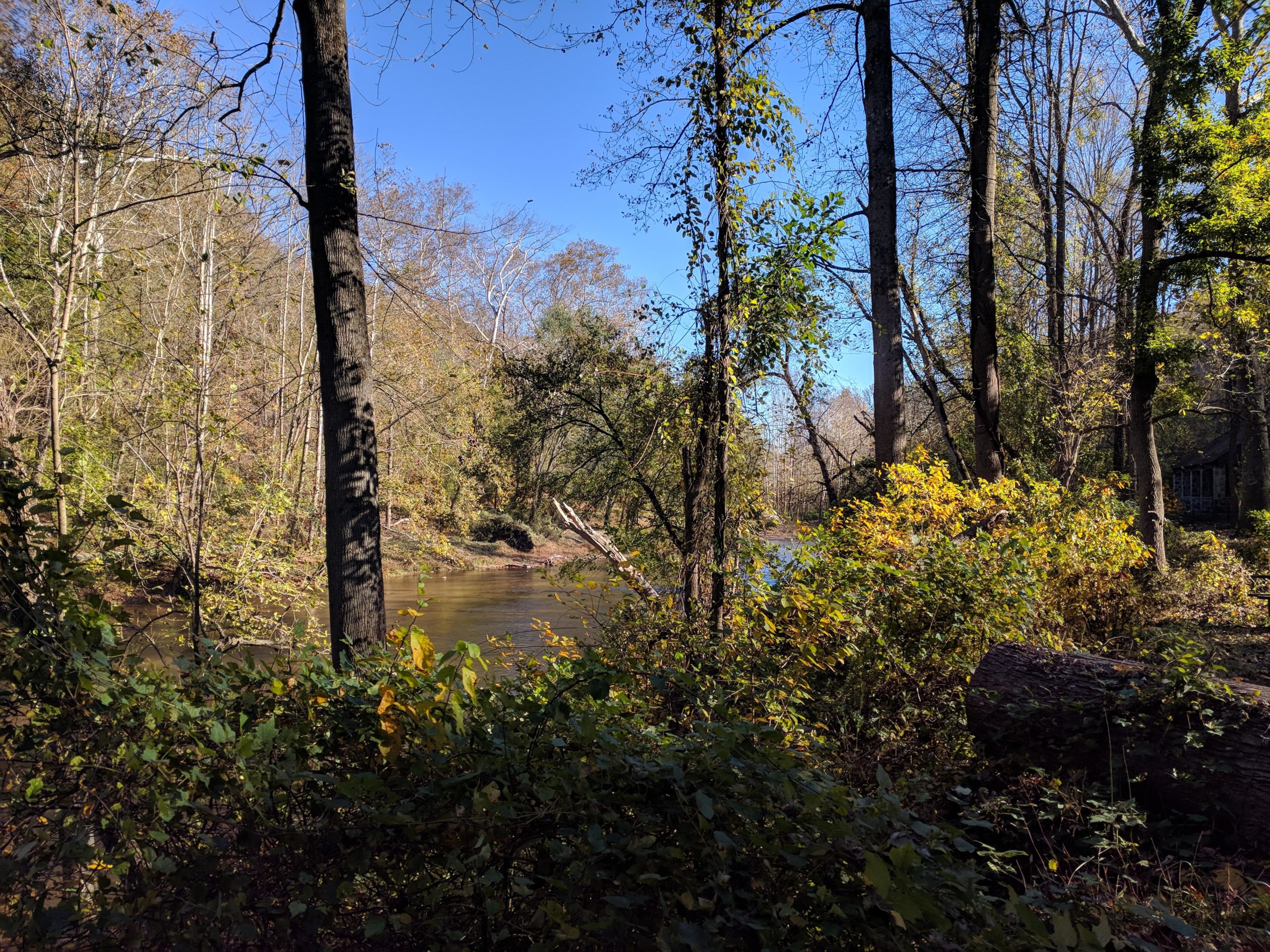A serene view of a river surrounded by trees and lush greenery, with a clear blue sky above. The scene captures the tranquility of nature, featuring autumn foliage in shades of yellow and green. A fallen log and various plants are visible in the foreground, adding depth to the peaceful landscape. Patapsco Valley State Park (Avalon Area) mountain bike trail.
