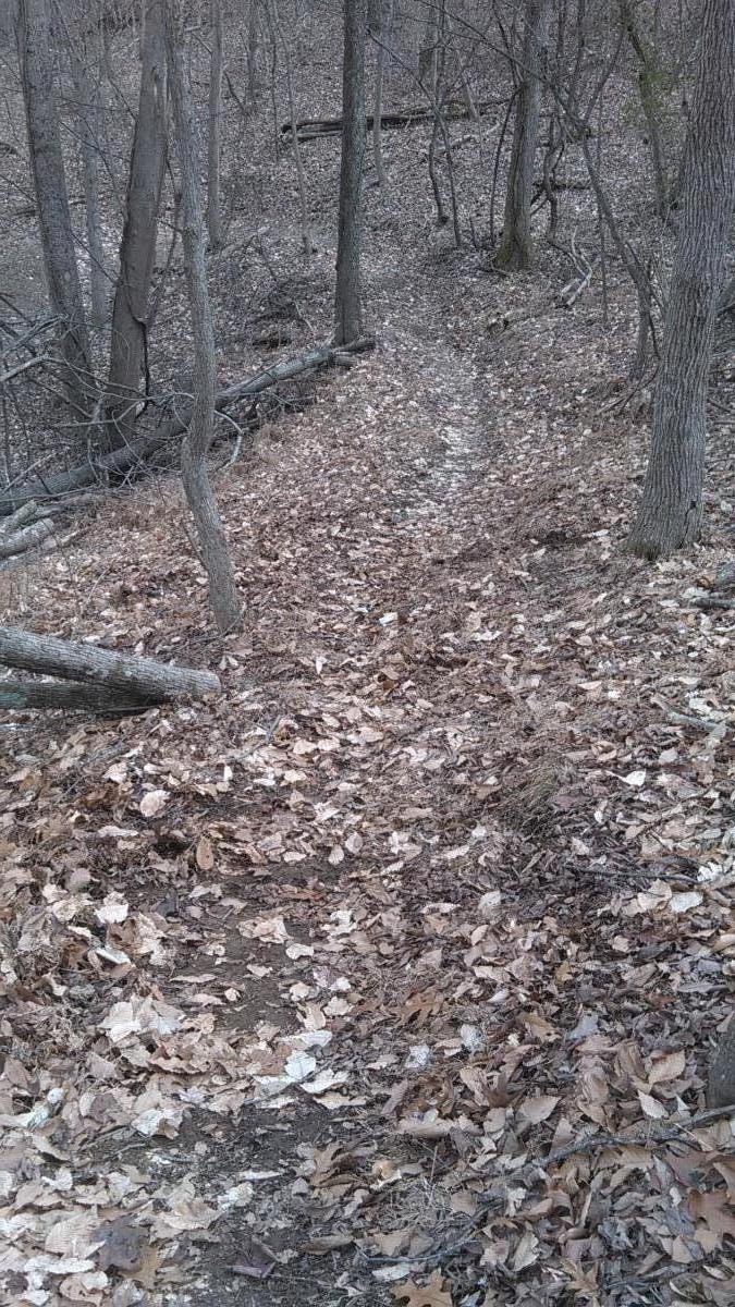 A narrow dirt path winding through a wooded area, covered with fallen leaves. The scene features bare trees on either side, creating a natural, earthy atmosphere. Witchback mountain bike trail.