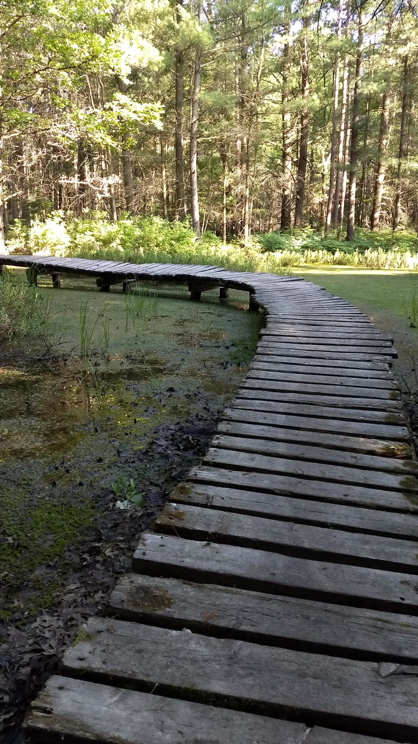 A winding wooden boardwalk curves through a lush forest, leading over a small wetland area with green vegetation and reflective water. Sunlight filters through the trees, creating a serene and peaceful atmosphere. Midland City Forest mountain bike trail.