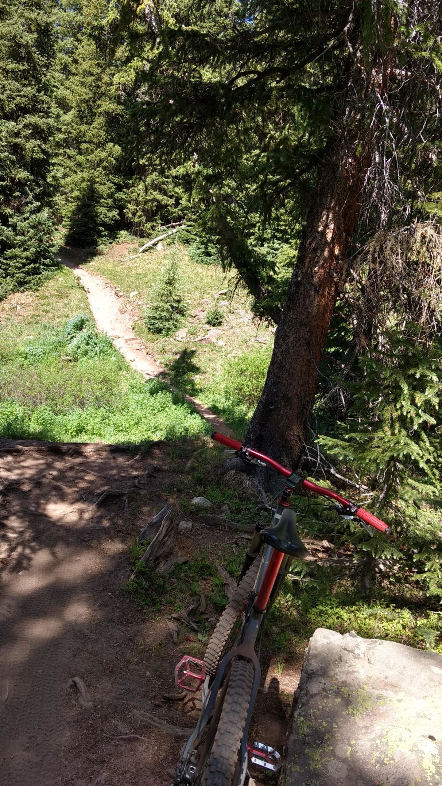 A mountain bike rests on a rocky outcrop, with a narrow dirt trail winding through a lush green forest in the background. The scene is sunlit, showcasing tall pine trees and vibrant undergrowth. Colorado Trail: Searle Pass and Kokomo Pass (Copper Mountain to Camp Hale) mountain bike trail.
