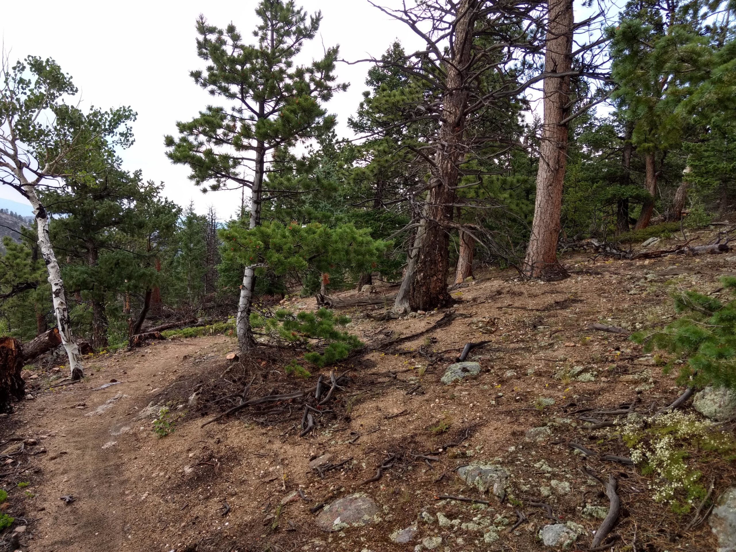 A hiking trail winding through a forested area, surrounded by several pine and birch trees, with rocky ground and patches of grass. The scene captures a natural setting with a mix of greenery and soil, under a cloudy sky. Moose Meadow mountain bike trail.