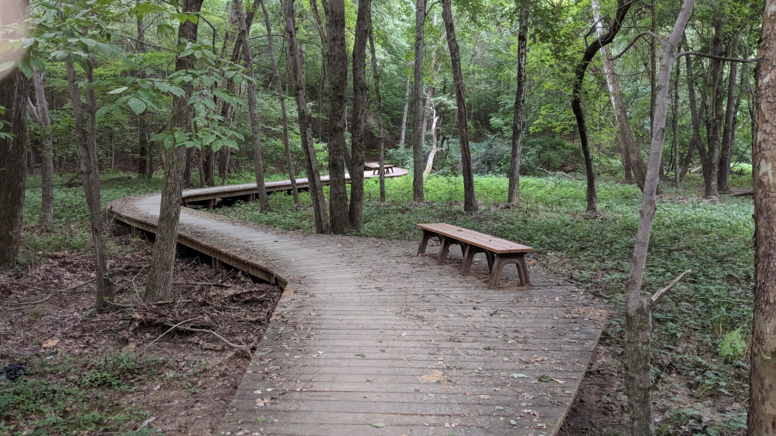 A winding wooden boardwalk surrounded by dense greenery and tall trees, featuring two wooden benches along the path. The boardwalk leads through a serene forested area, with leaves scattered on the ground and sunlight filtering through the tree canopy. Meadowood mountain bike trail.