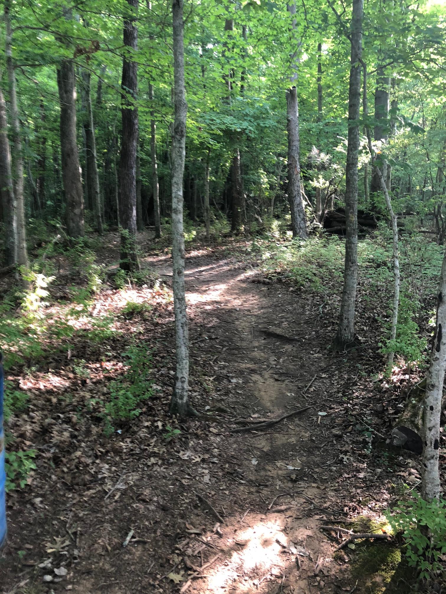 A serene forest path winding through lush greenery, surrounded by tall trees with bright green leaves. Sunlight filters through the canopy, illuminating the earthy trail and the scattered leaves on the ground. Lock 4 mountain bike trail.