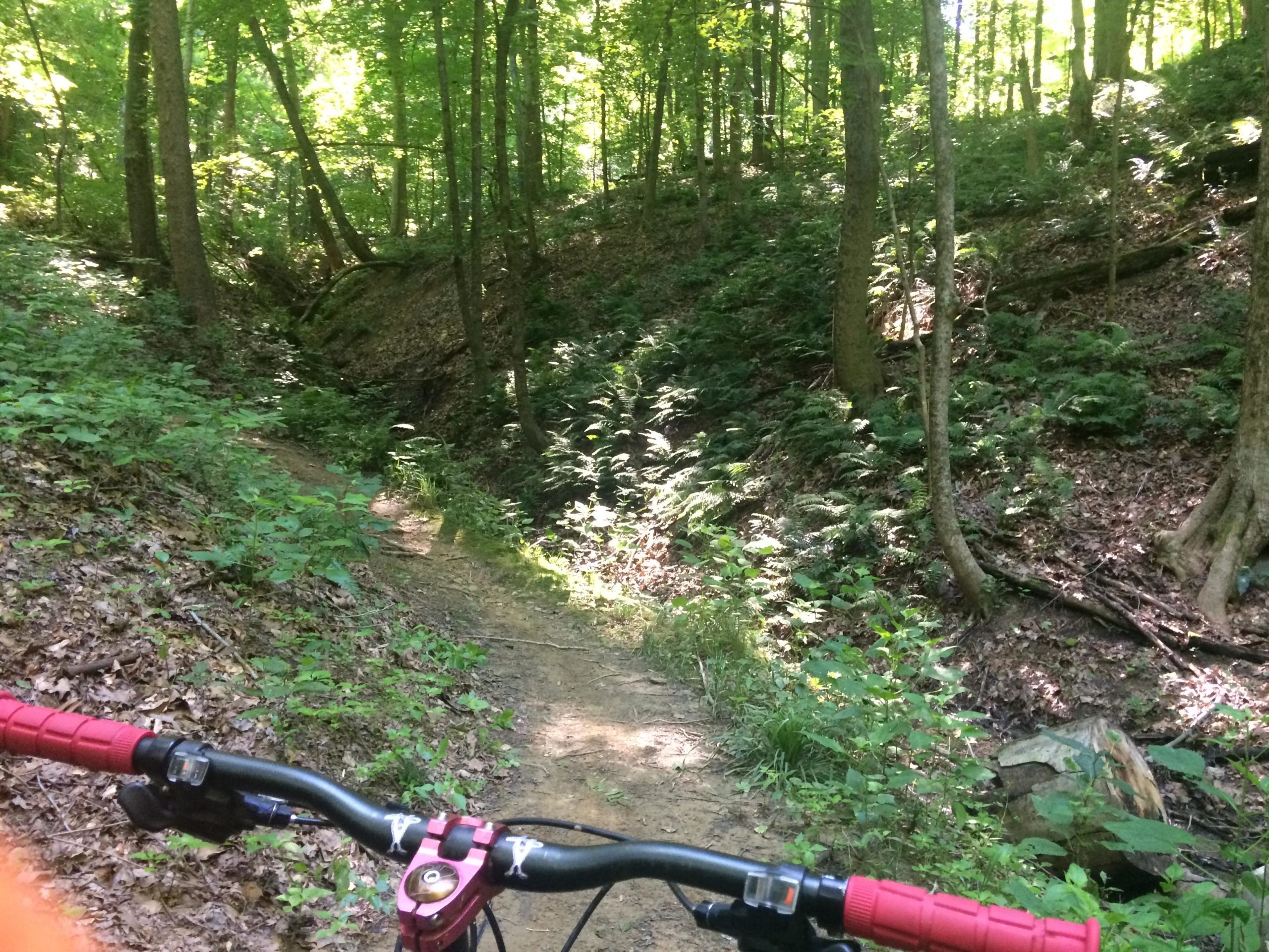 A mountain bike handlebar seen from a low angle, positioned on a dirt trail winding through a dense green forest. Sunlight filters through the trees, illuminating ferns and foliage along the path. Dillon State Park mountain bike trail.