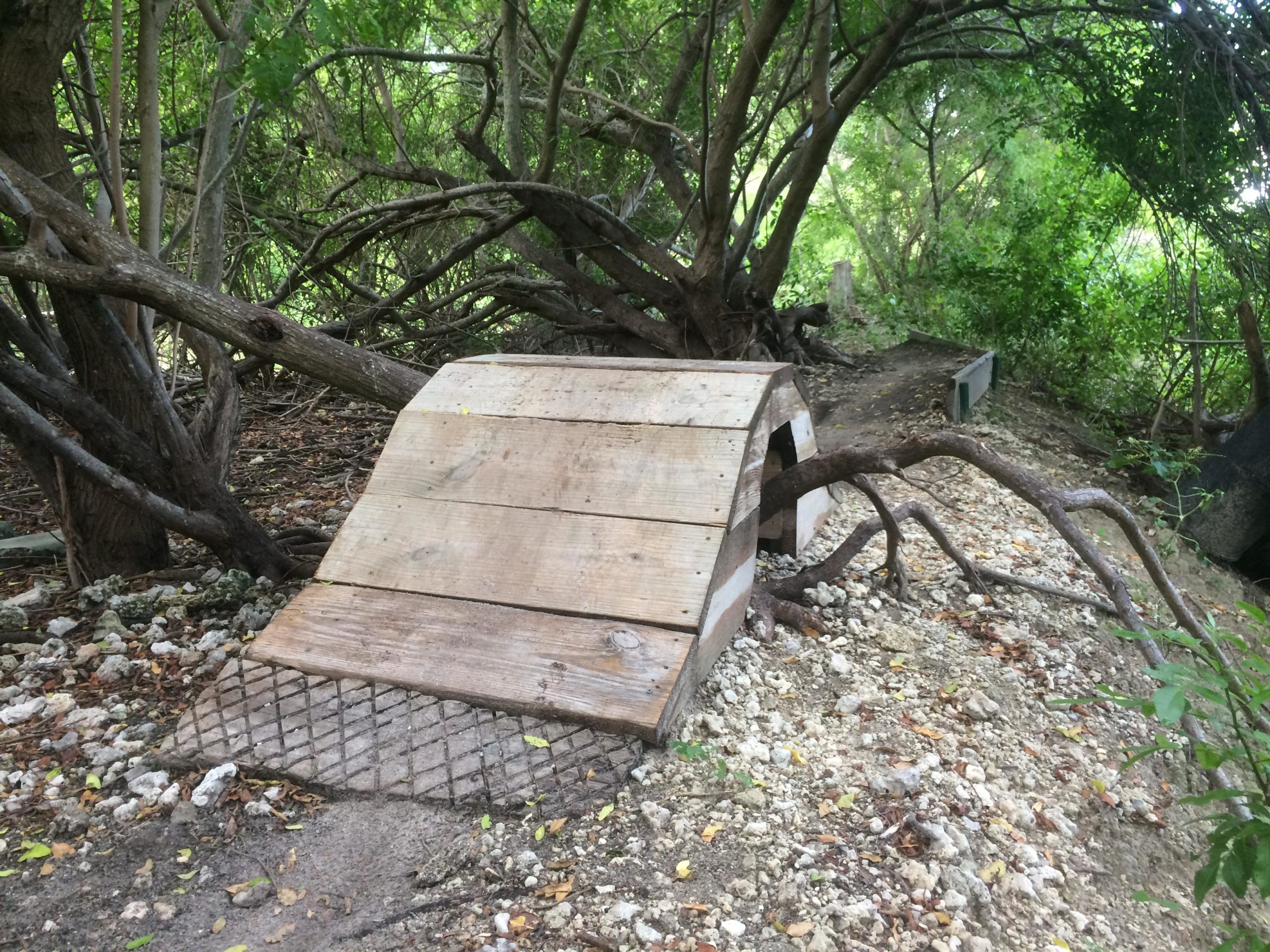 A wooden shelter with a sloped roof, partially camouflaged by surrounding trees and branches, sits on a gravelly path. The area is densely vegetated with green foliage, enhancing the natural setting. Virginia Key North Point mountain bike trail.