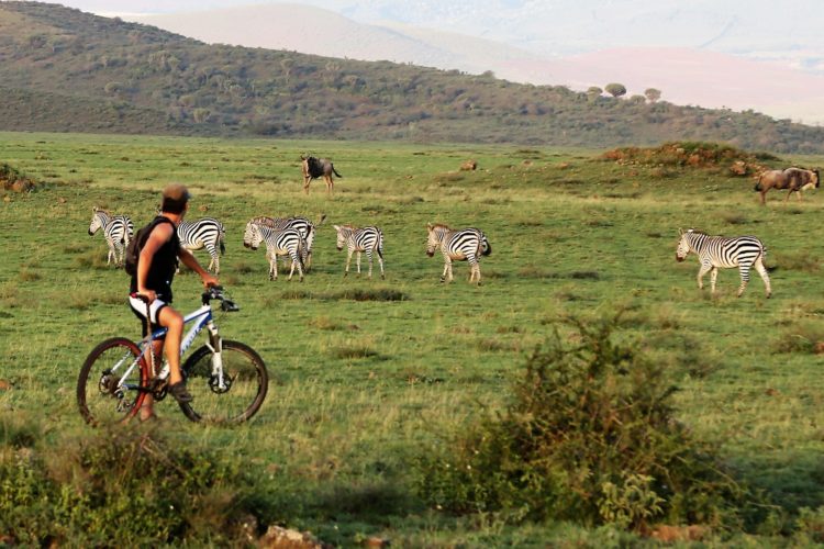 A cyclist riding a mountain bike in a grassy landscape, watching a group of zebras grazing nearby, with some wildebeests in the background and rolling hills in the distance.