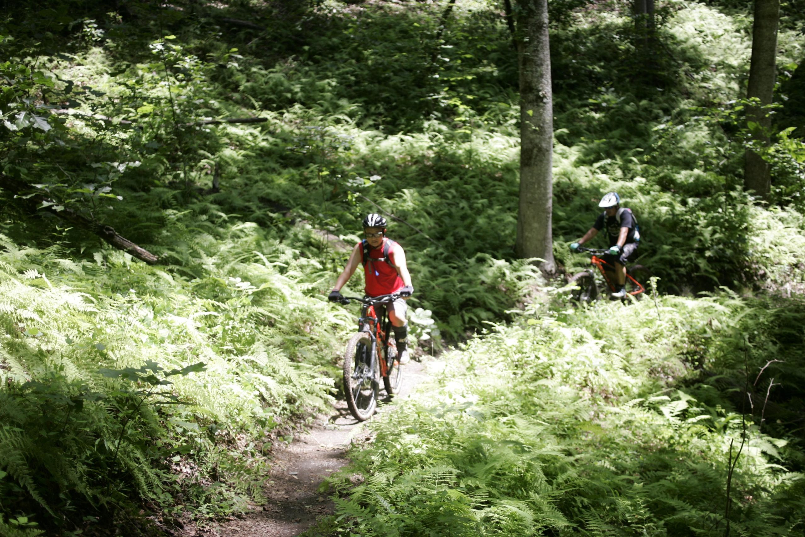 Two mountain bikers navigate a narrow dirt trail surrounded by lush green ferns and trees in a forested area. One rider is wearing a red tank top, while the other is in a black and green outfit, both equipped with helmets. The sunlight filters through the trees, illuminating the vibrant vegetation. Tsali Recreation Area mountain bike trail.