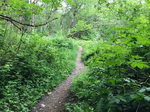 A narrow dirt path winding through a lush green forest, surrounded by dense foliage and trees. The scene is vibrant with various shades of green, inviting exploration into the natural landscape. Sky Country trailhead mountain bike trail.