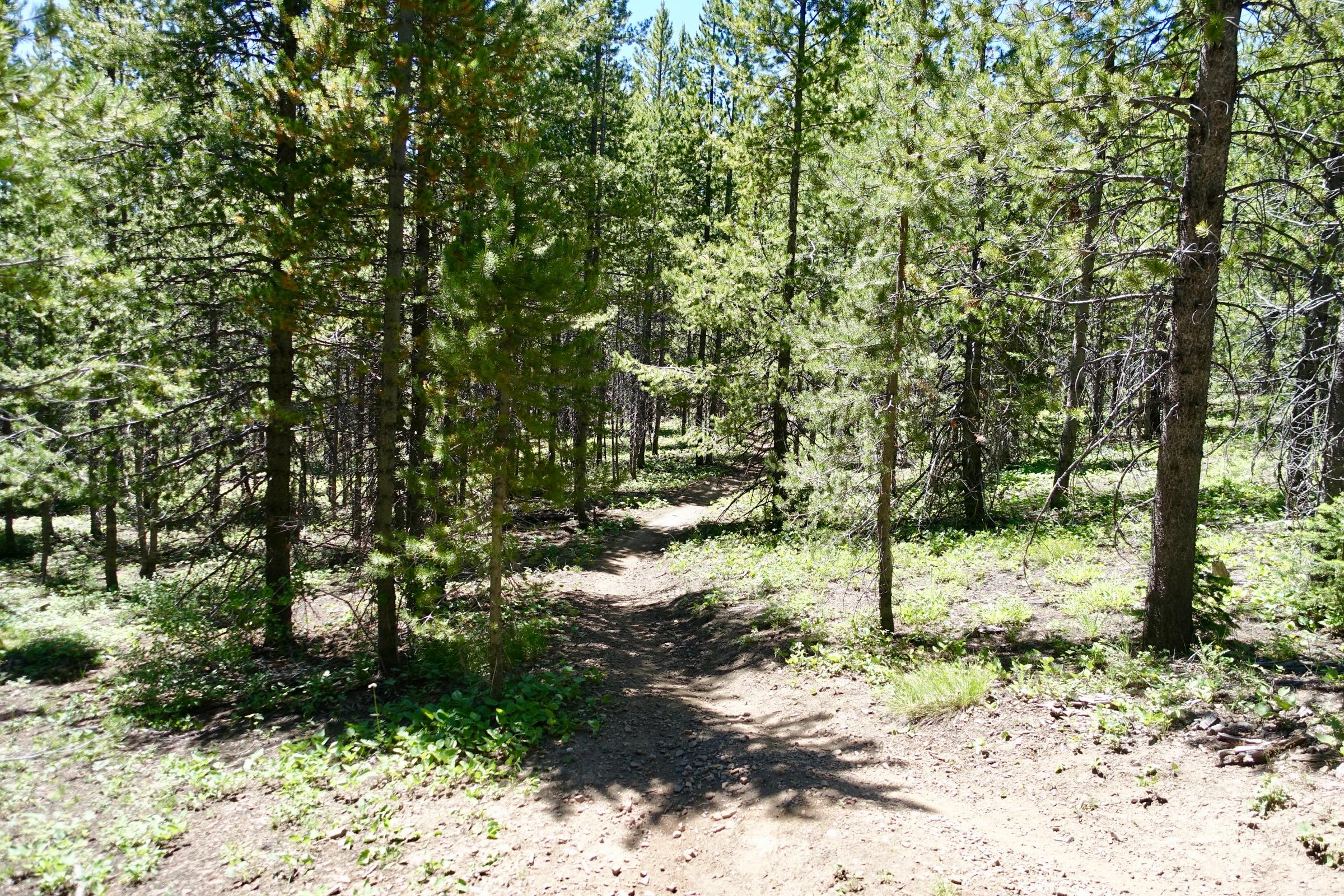 A dirt path winding through a dense forest with tall green pine trees, sunlight filtering through the leaves, and patches of greenery on the forest floor. Galena Lodge Trail System mountain bike trail.