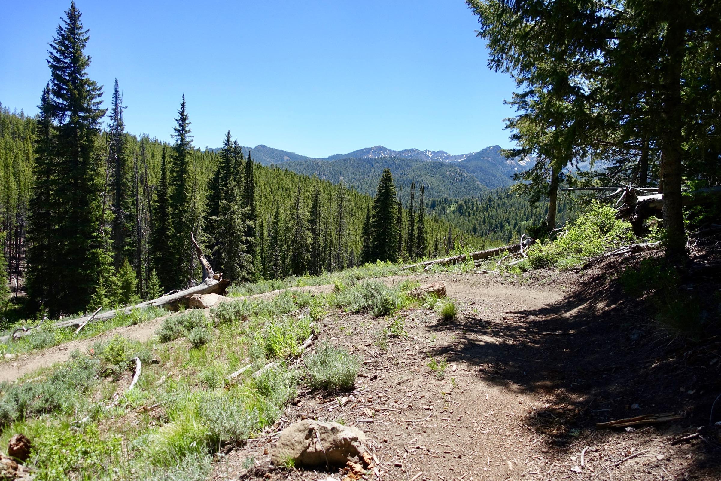 A scenic view of a forested mountain landscape featuring tall pine trees under a clear blue sky. A pathway meanders through the greenery, bordered by shrubs and fallen logs, with distant mountains visible in the background. The scene captures a tranquil natural setting perfect for outdoor exploration. Galena Lodge Trail System mountain bike trail.