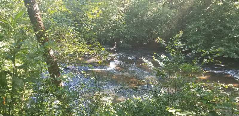 A tranquil river flowing through a lush, green forest, surrounded by trees and dense foliage, with sunlight filtering through the leaves. Yellow River mountain bike trail.