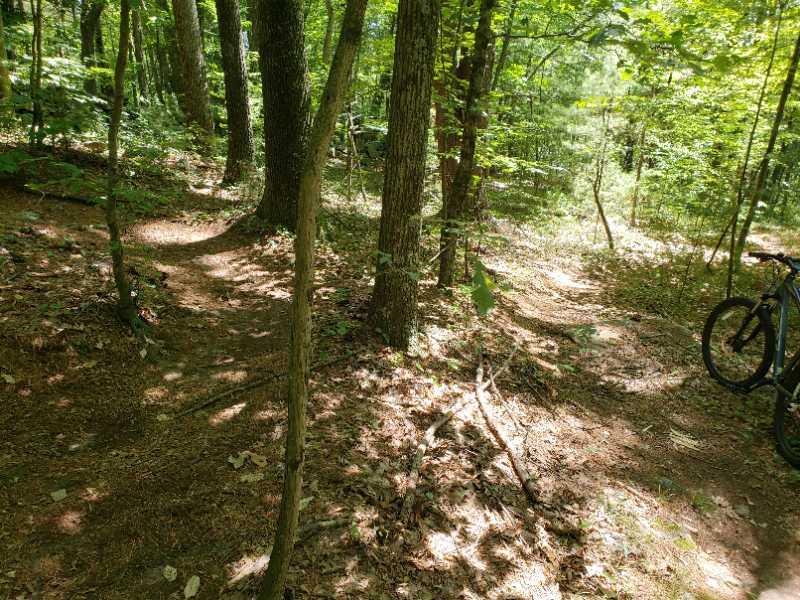 A wooded trail with sunlight filtering through the trees, showing two diverging paths in a forest setting. A mountain bike is parked on the right side of the image, with fallen leaves and branches scattered on the ground. Singletary Trails mountain bike trail.