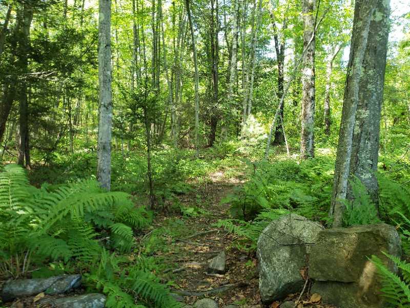 A peaceful forest scene featuring tall trees and lush ferns. A small, lightly worn path winds through the greenery, with scattered rocks visible in the foreground. Sunlight filters through the leaves, creating a serene and inviting atmosphere. Singletary Trails mountain bike trail.