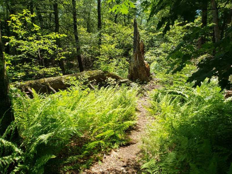 A tranquil forest path winding through lush green ferns and young trees, with a weathered stump in the background. Sunlight filters gently through the leaves, illuminating the vibrant foliage. Singletary Trails mountain bike trail.