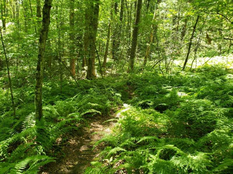 A lush green forest scene featuring a winding path surrounded by ferns and tall trees. Sunlight filters through the canopy, creating dappled light on the ground covered with vibrant greenery. Singletary Trails mountain bike trail.