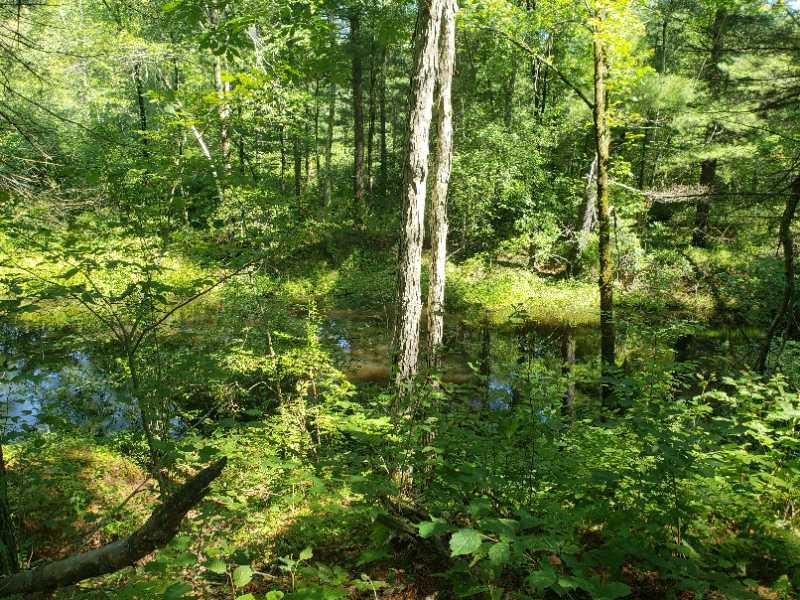 A tranquil forest scene featuring lush green foliage, two slender trees on the right, and a small, reflective body of water partially obscured by vegetation. Sunlight filters through the treetops, creating a serene atmosphere. Hodges Village Dam mountain bike trail.