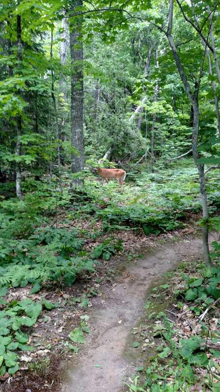 A deer standing on a forest path, surrounded by lush green foliage and trees, in a tranquil woodland setting. Copper Harbor Trails mountain bike trail.