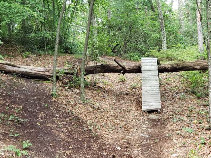 A wooden ramp set against a fallen log in a wooded area, surrounded by green foliage and scattered leaves on the ground. Old Furnace mountain bike trail.