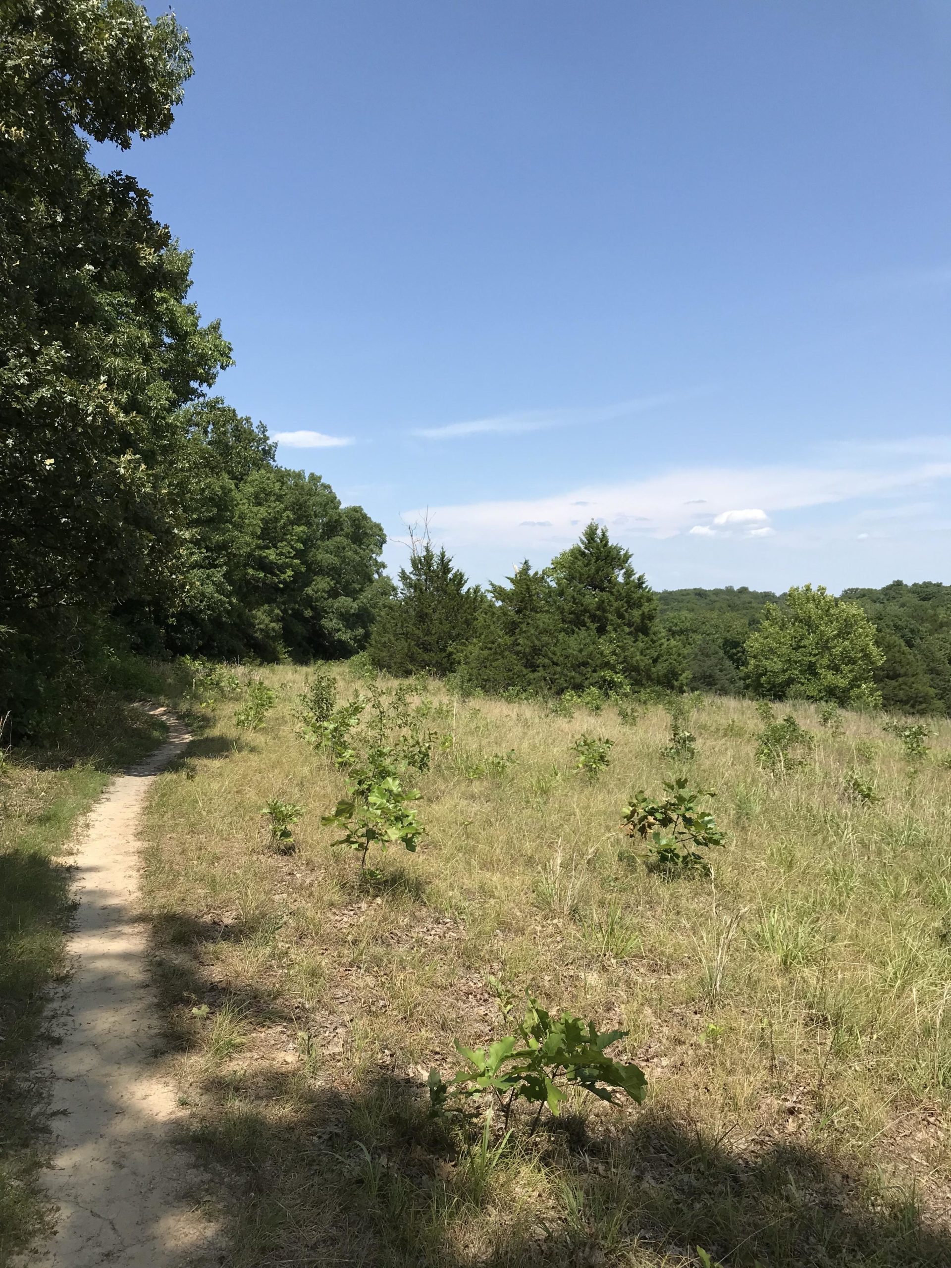 A grassy field with small shrubs and young trees, intersected by a dirt path leading into the distance. The sky is mostly clear with a few scattered clouds, and dense trees are visible on either side of the path. Binder Lake mountain bike trail.