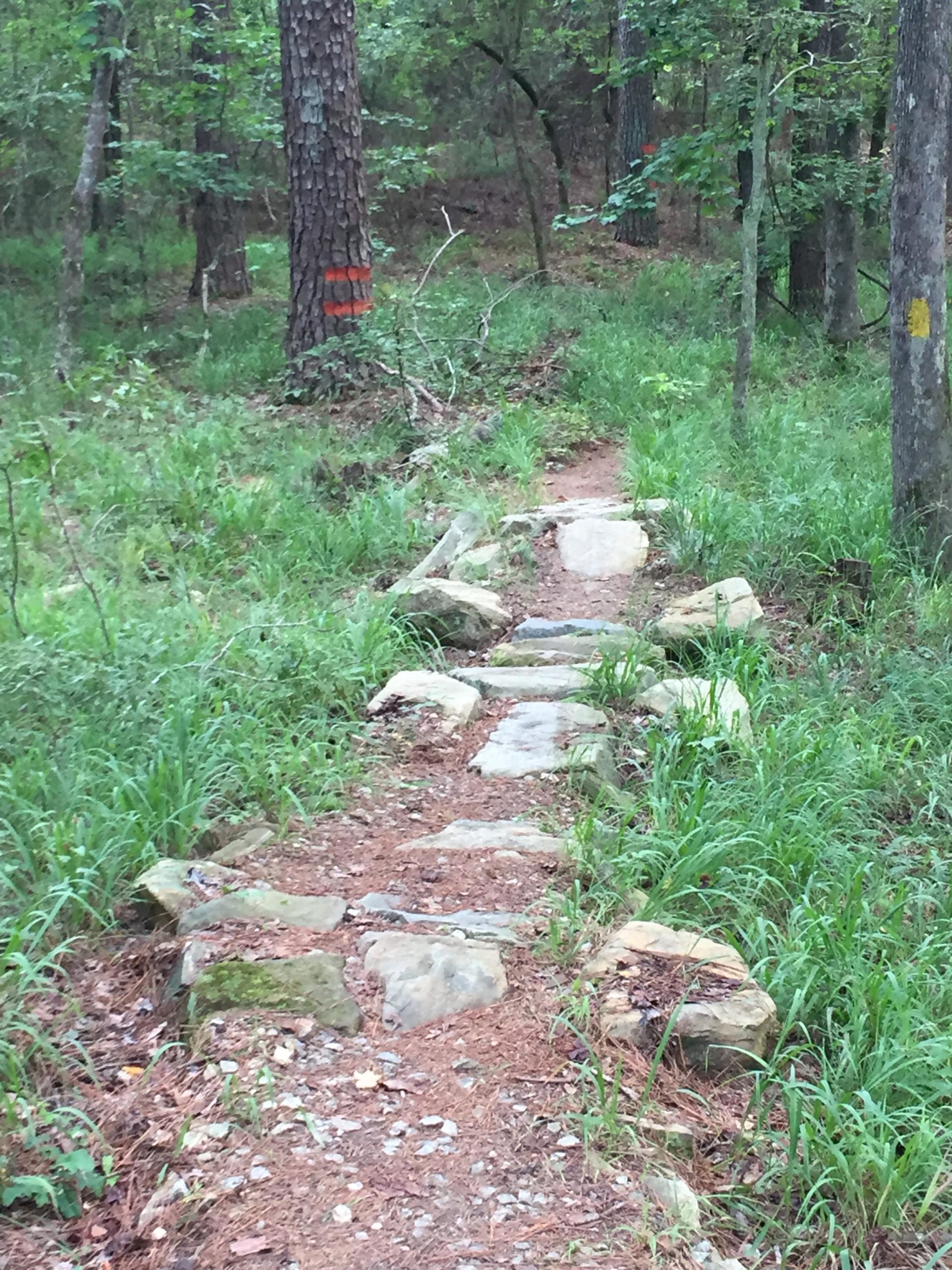 A narrow, natural stone pathway winding through a forest. The trail is bordered by lush green grass and small plants, with scattered rocks along the sides. Trees with varying shades of green foliage provide shade, some marked with orange and yellow paint. The scene evokes a peaceful, outdoor environment ideal for hiking or walking. Bartram Trail / West Dam / Wildwood Park mountain bike trail.