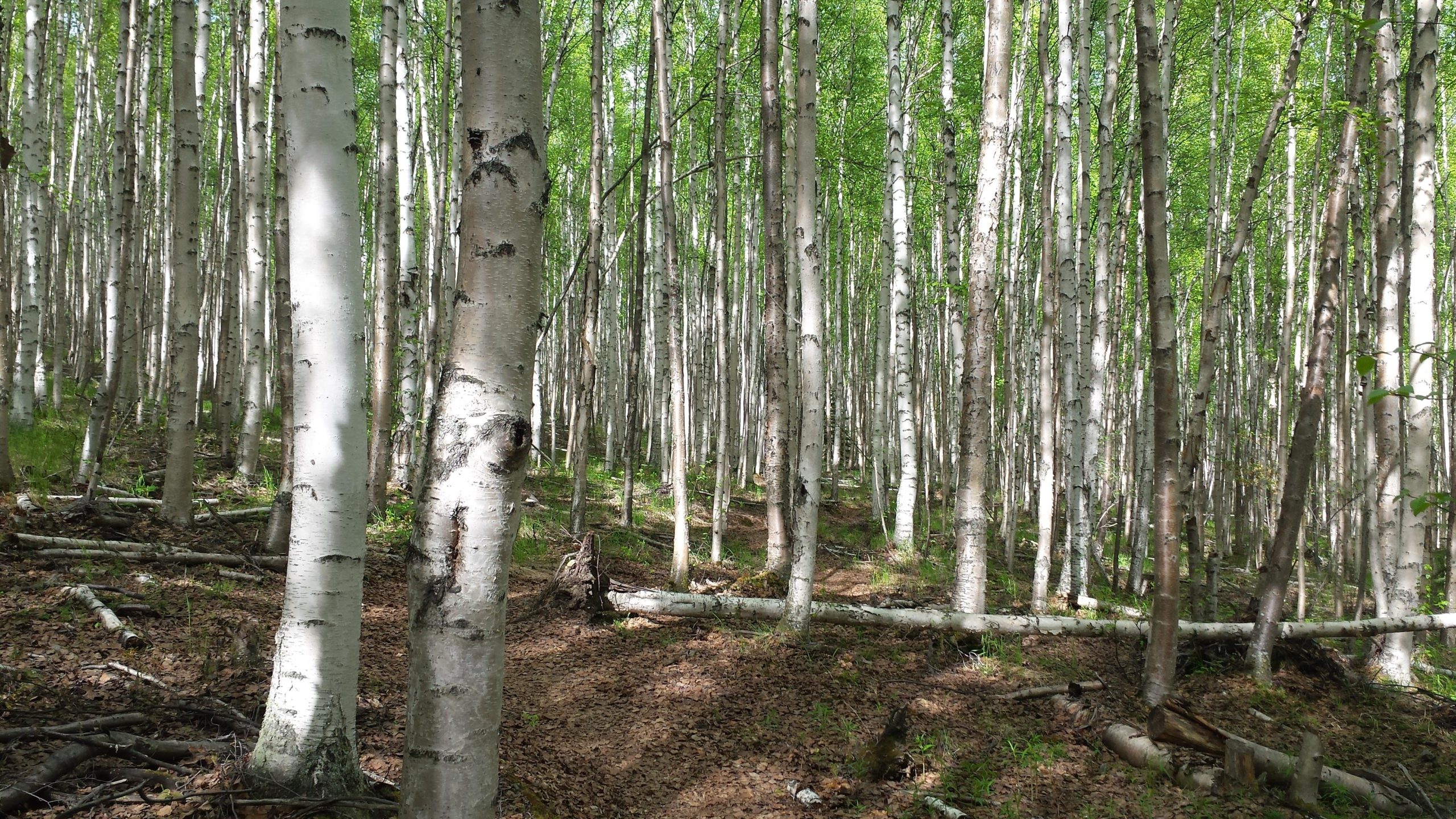 A serene forest scene featuring tall, slender white birch trees with bright green leaves. The ground is covered with fallen leaves and scattered branches, creating a natural pathway through the woods. Sunlight filters through the canopy, casting soft shadows on the forest floor. Ester Dome Singletrack System mountain bike trail.