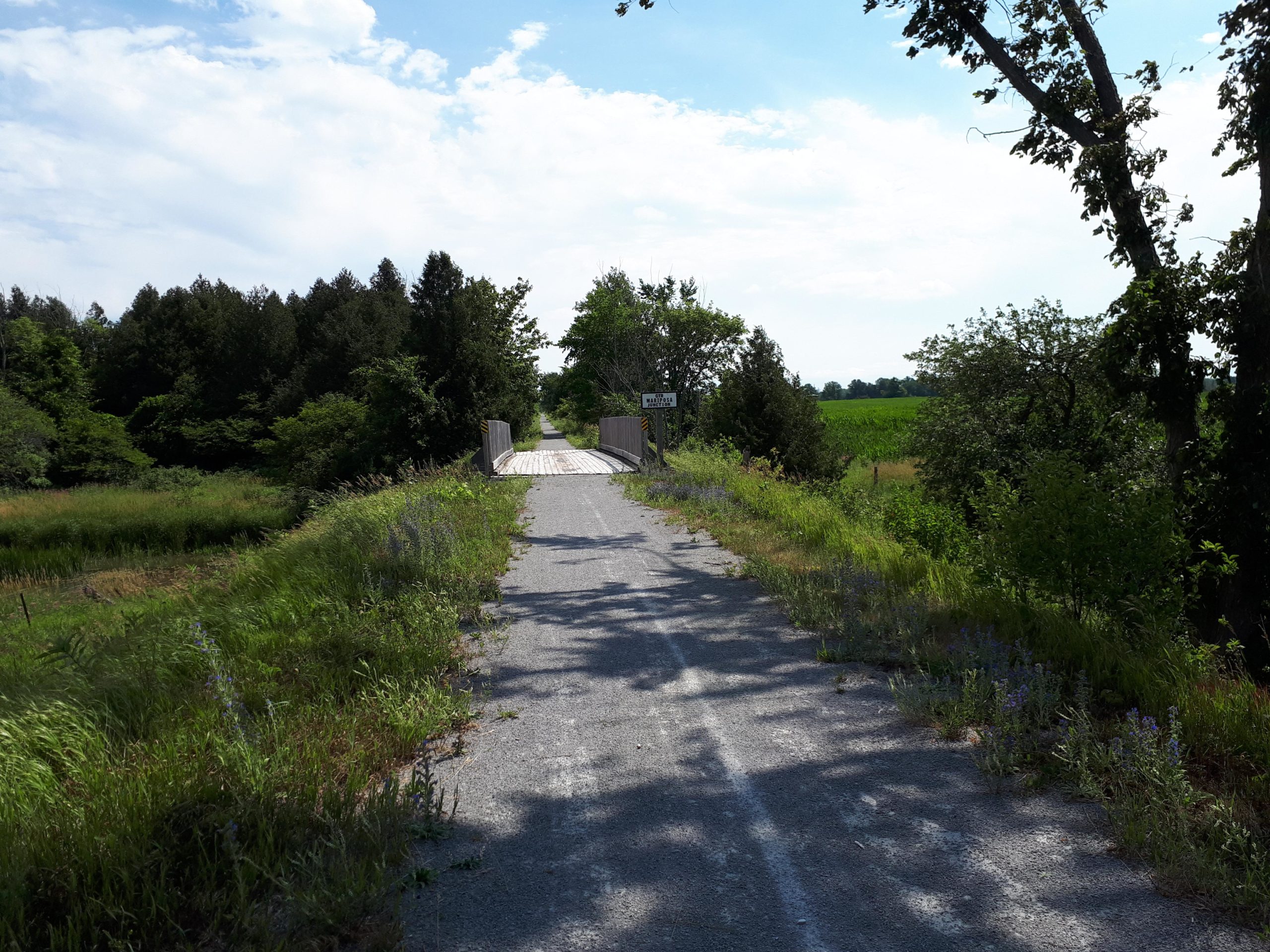 A serene pathway leading toward a wooden bridge, surrounded by lush greenery and trees under a partly cloudy sky. The road is gravel, flanked by overgrown grass and wildflowers, with a vibrant field visible in the distance. The Great Trail: Uxbridge mountain bike trail.