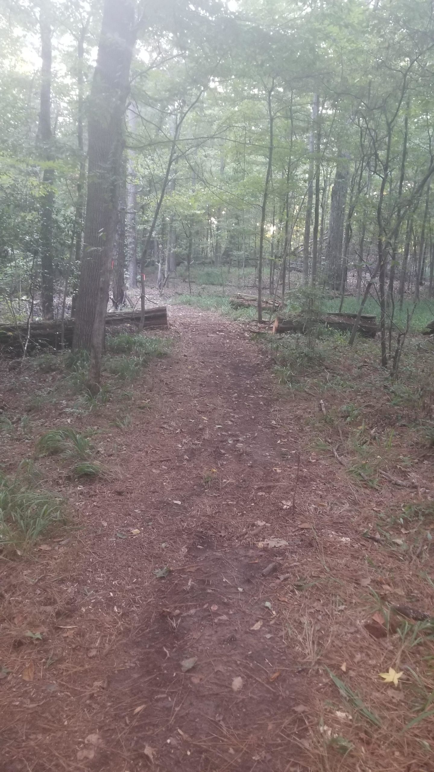 A narrow dirt path winding through a wooded area with tall trees and dense foliage. The ground is covered in pine needles and small plants, and there are logs on either side of the path. The scene is bathed in soft light, creating a peaceful, natural atmosphere. Edwin Grady Preserve mountain bike trail.