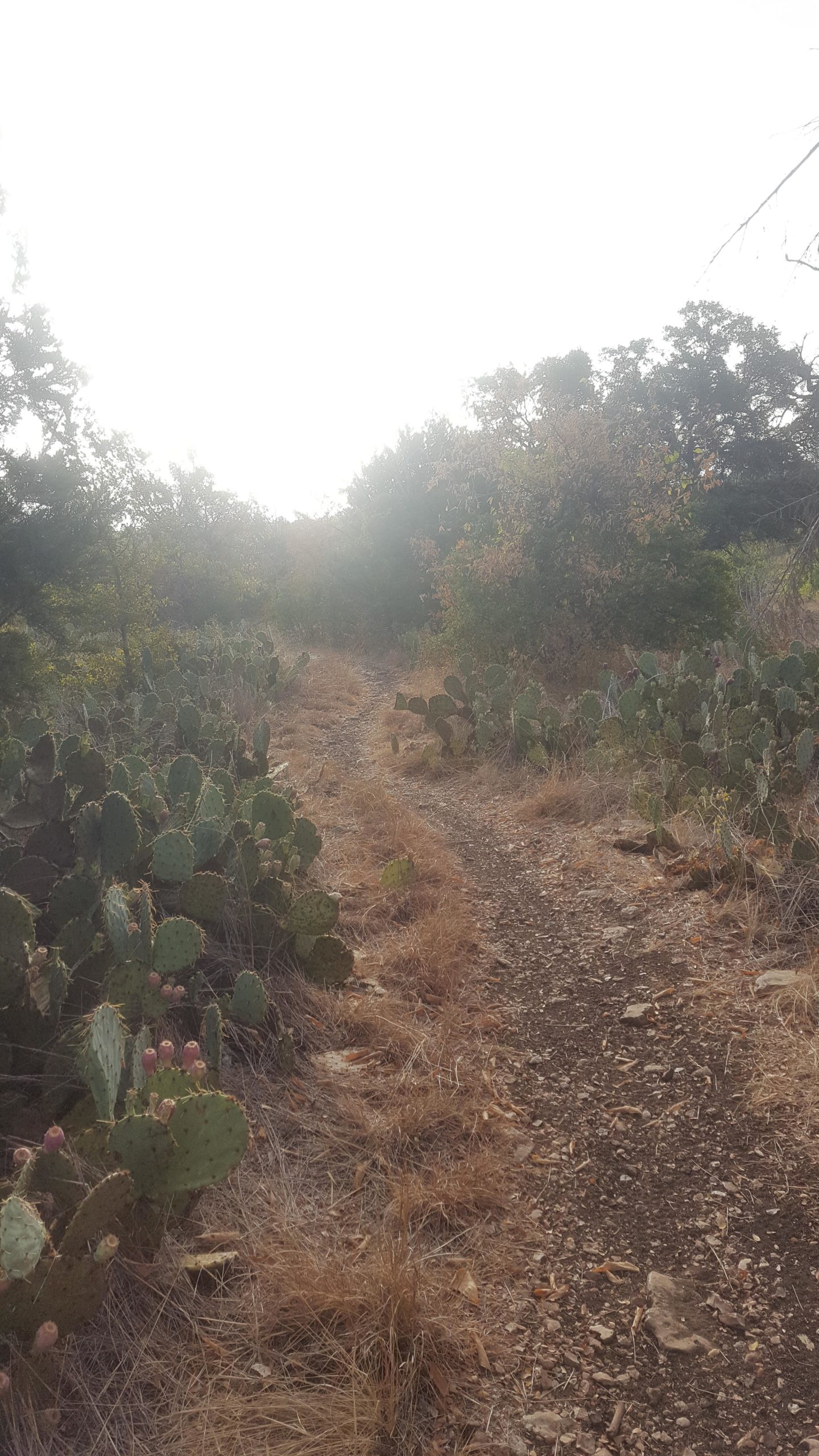 A narrow dirt path winding through a natural landscape, bordered by prickly pear cacti and dry grasses under a hazy sky. Goodwater Trail mountain bike trail.