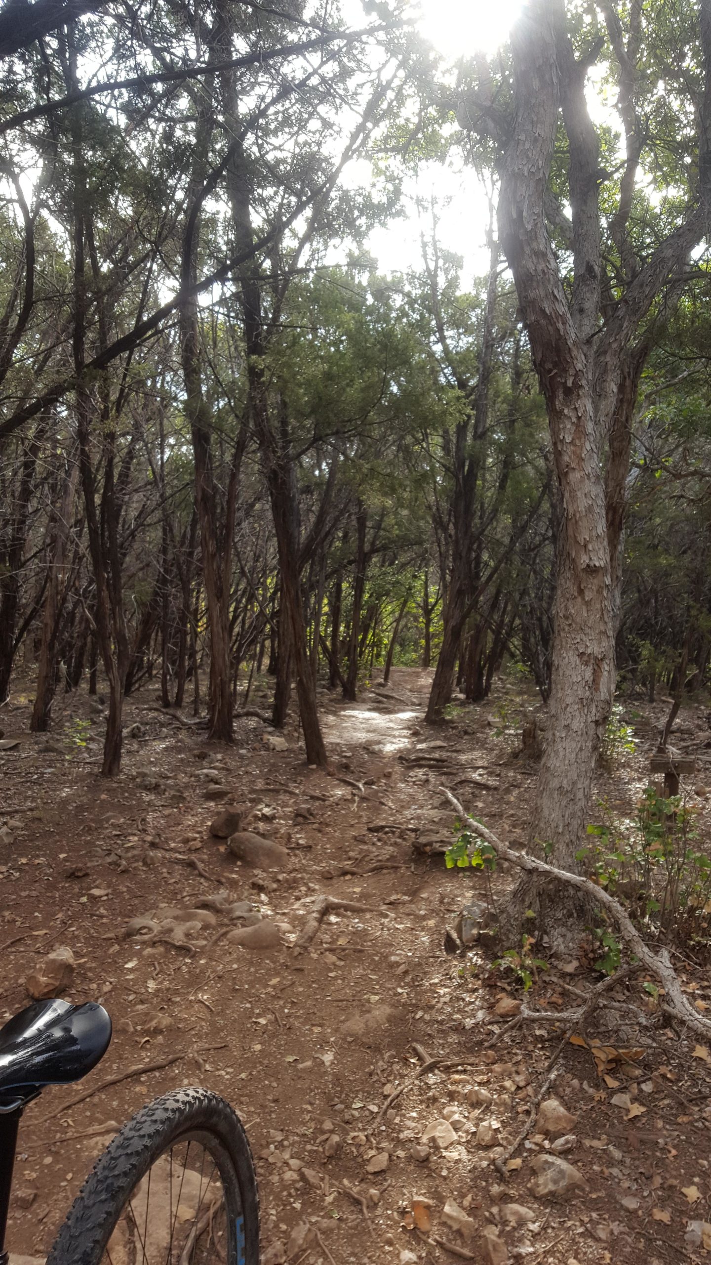 A forested trail with a mix of trees and rocky ground, partially illuminated by sunlight filtering through the canopy. The image includes the silhouette of a bicycle on the left side. The path appears narrow and winding, surrounded by greenery and natural vegetation. Goodwater Trail mountain bike trail.