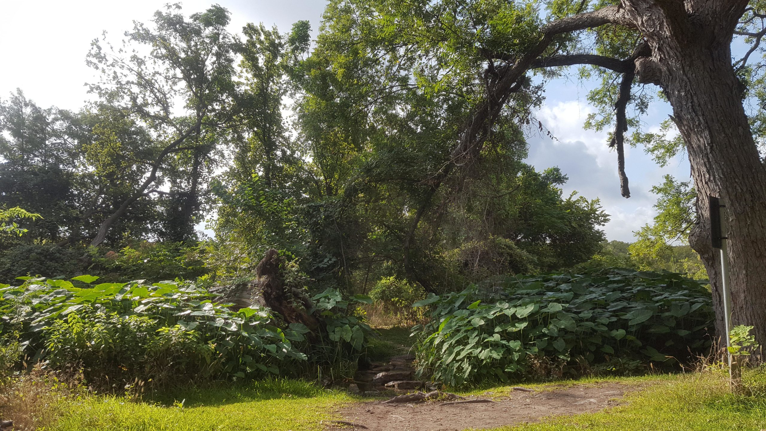 A serene landscape featuring a pathway through lush greenery, flanked by large leafy plants and trees. Sunlight filters through the canopy, creating a peaceful atmosphere. The path leads into a thicker area of woods, with varying shades of green from the foliage and a clear blue sky peeking through the treetops. Goodwater Trail mountain bike trail.